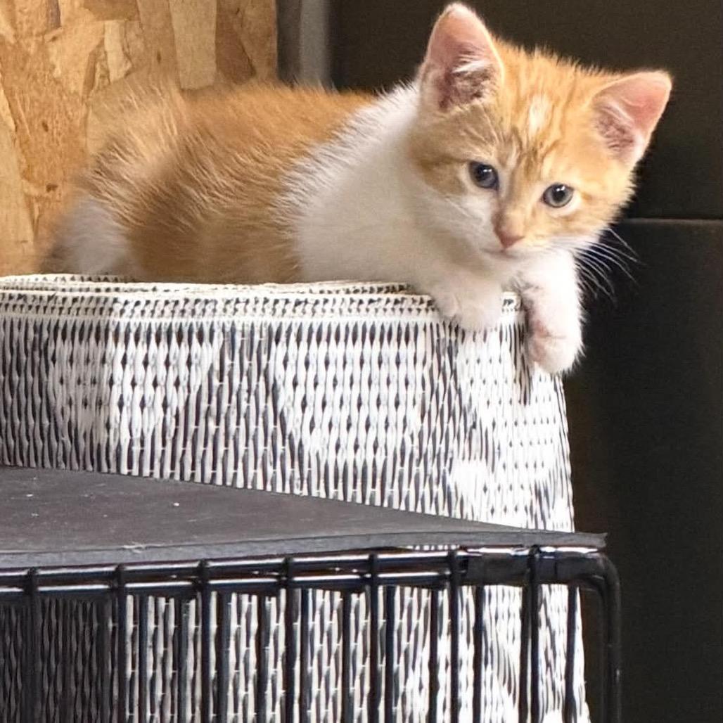 Sundance, a ADOPTABLE Domestic Short Hair in Clinton, IL image 5/5