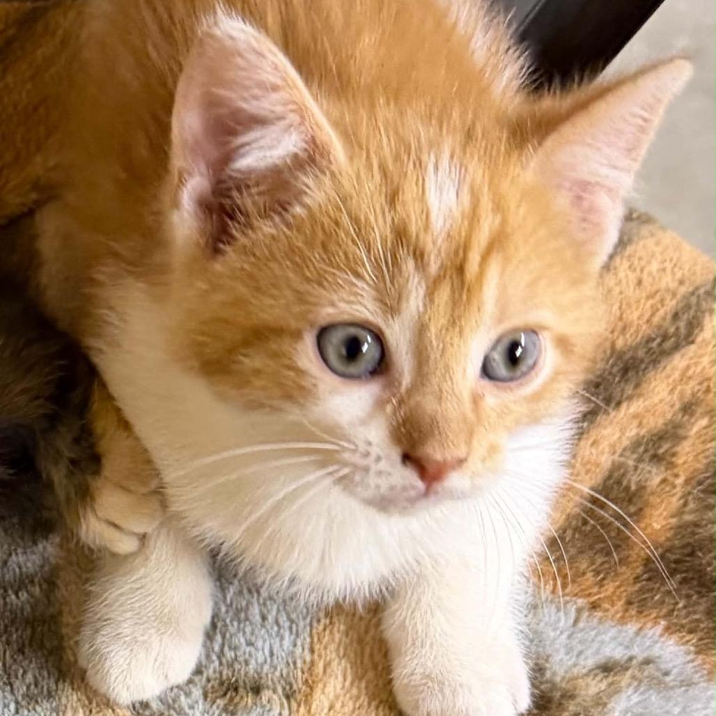 Sundance, a ADOPTABLE Domestic Short Hair in Clinton, IL image 1/5