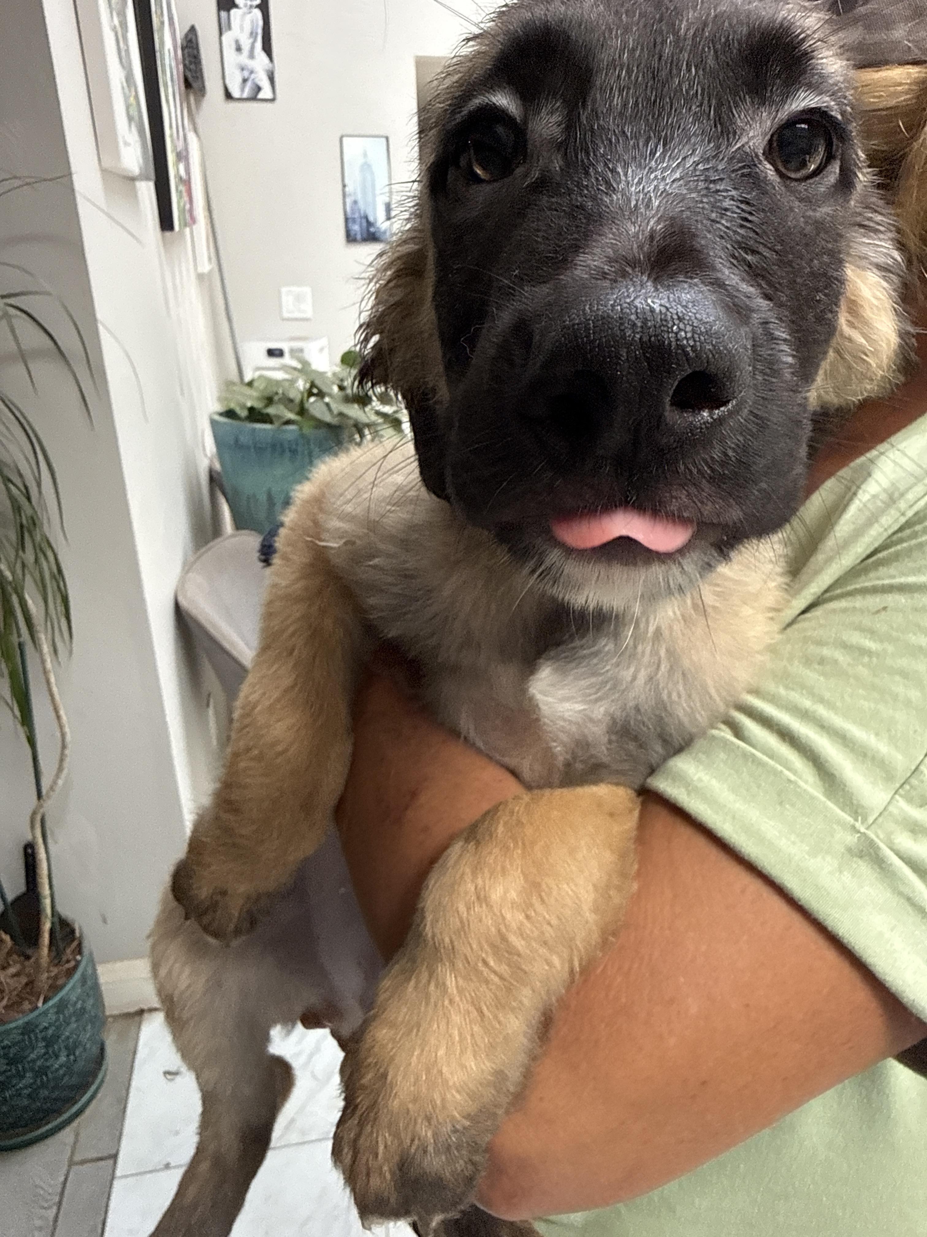 Poo Bear, Adoptable, Puppy Male Belgian Shepherd / Malinois & Saint Bernard.