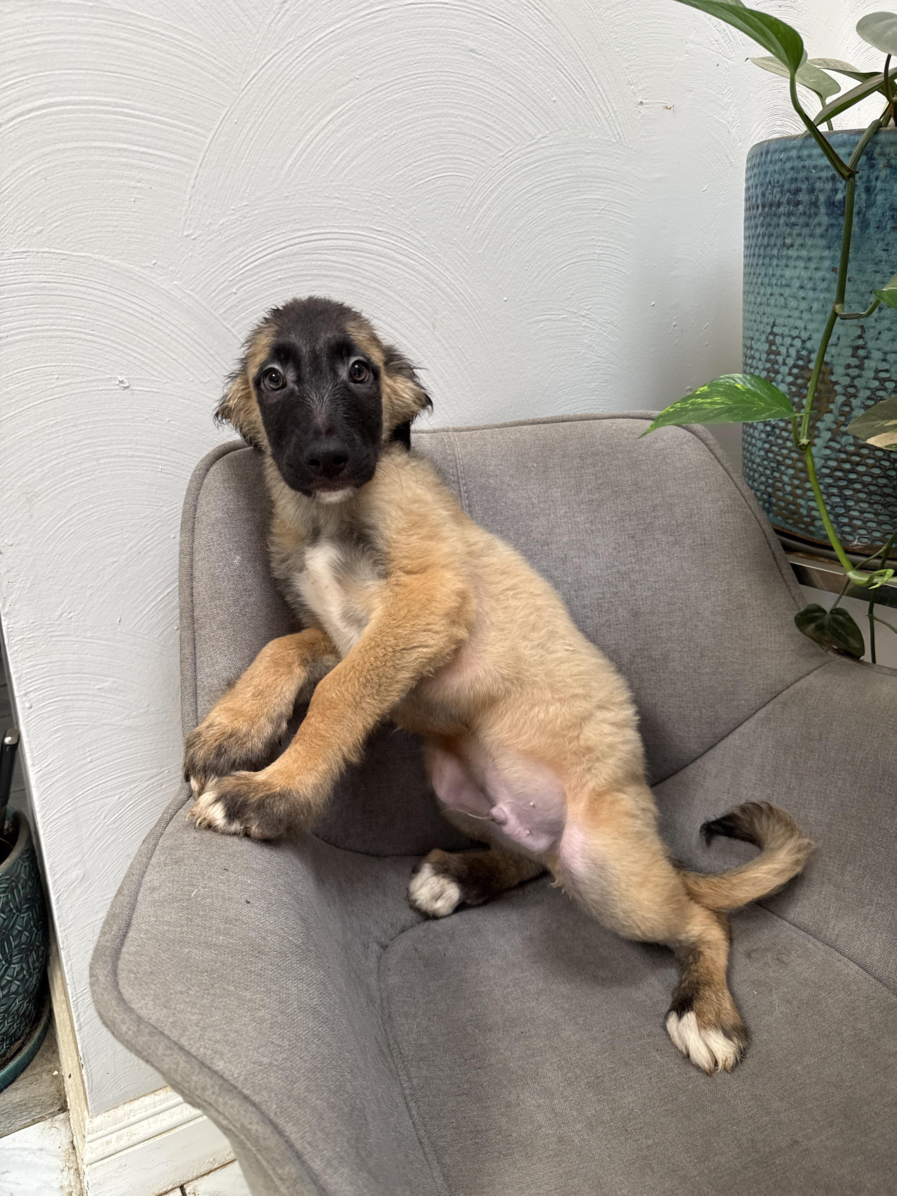 Enlarge Poo Bear, a Adoptable mixed breed in Bellflower, CA image 2/3