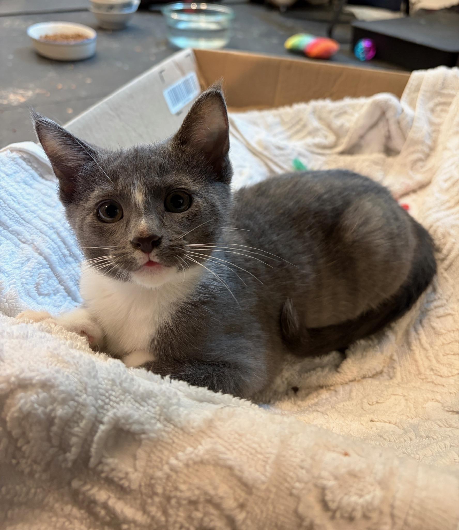 MC, ADOPTABLE, Kitten Female Russian Blue.