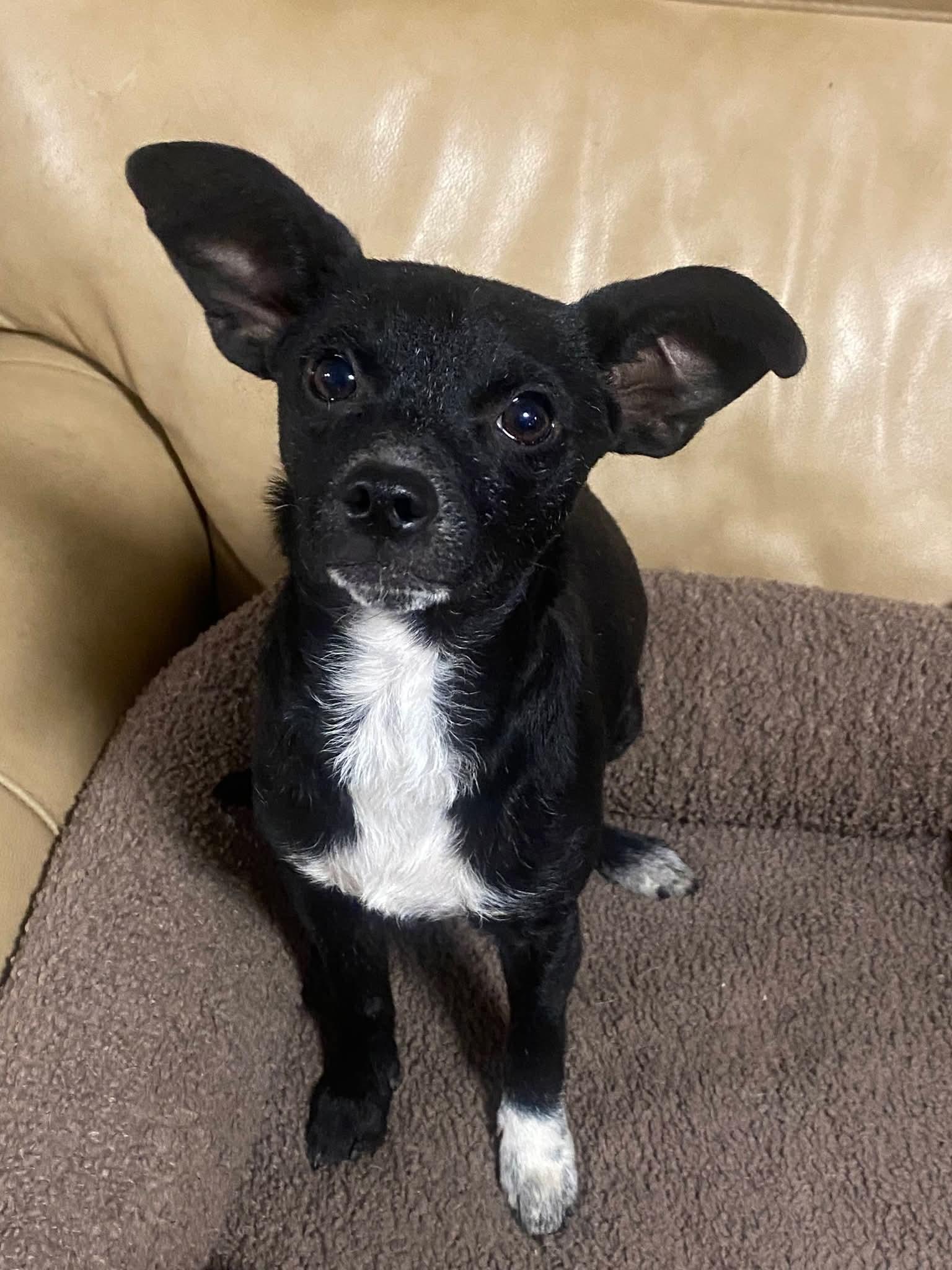 Lola Babe, a ADOPTABLE mixed breed in Oakland, CA image 6/6