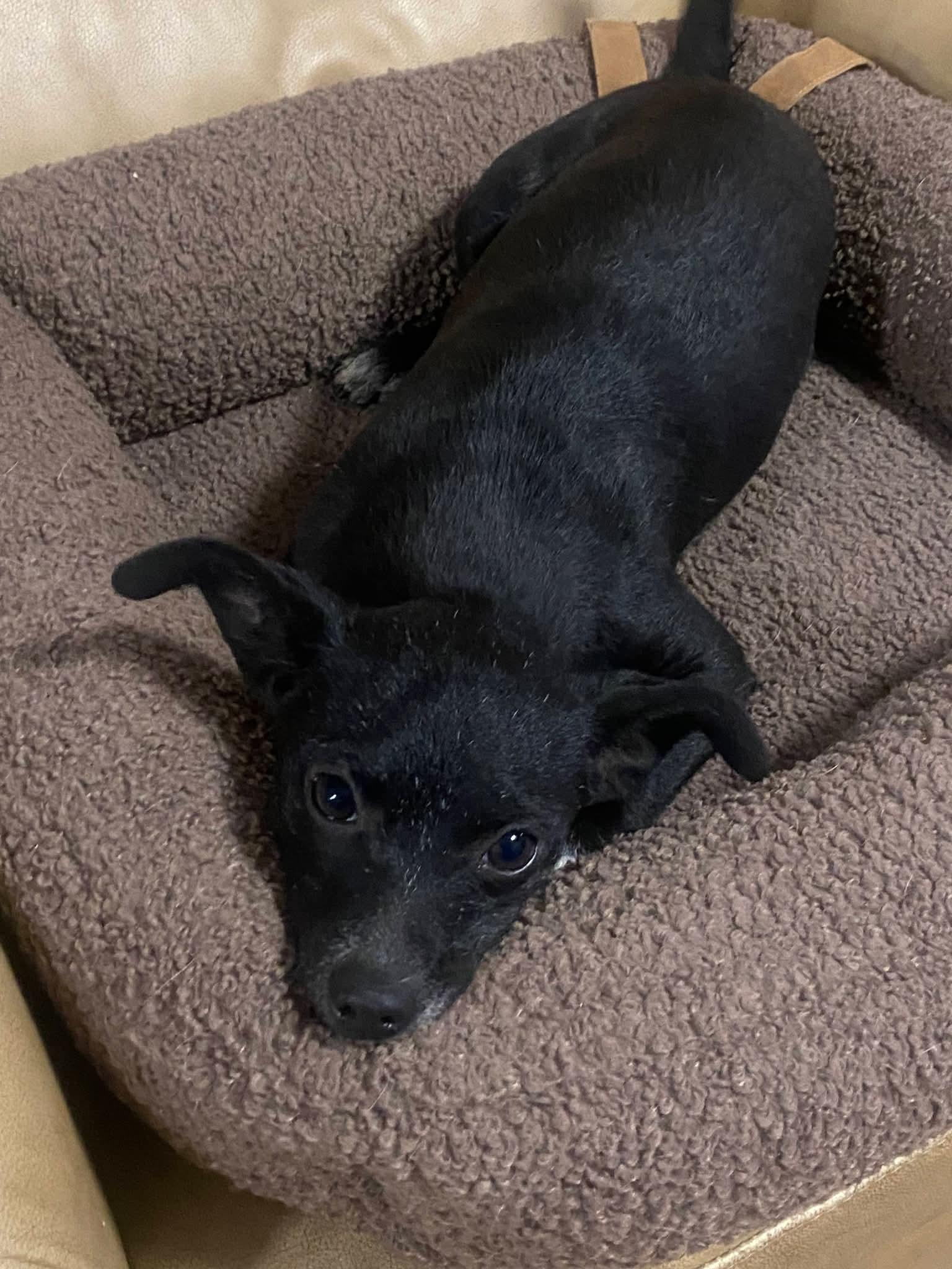 Lola Babe, a ADOPTABLE mixed breed in Oakland, CA image 4/6