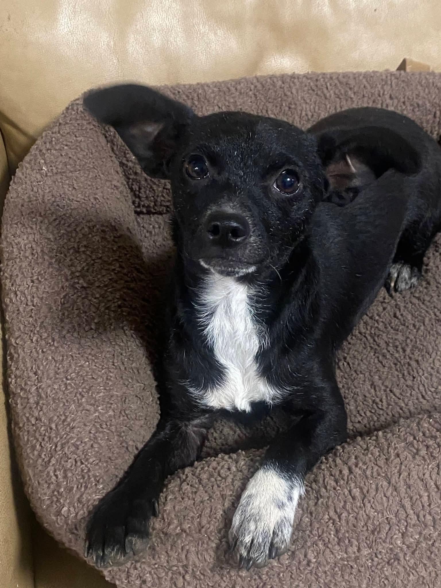 Lola Babe, a ADOPTABLE mixed breed in Oakland, CA image 3/6