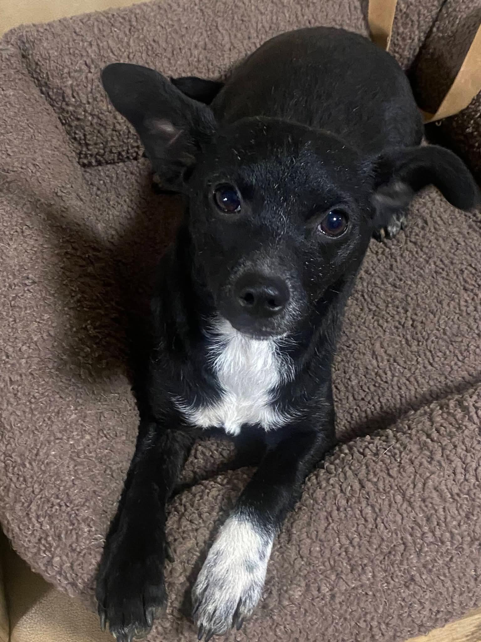 Lola Babe, a ADOPTABLE mixed breed in Oakland, CA image 2/6