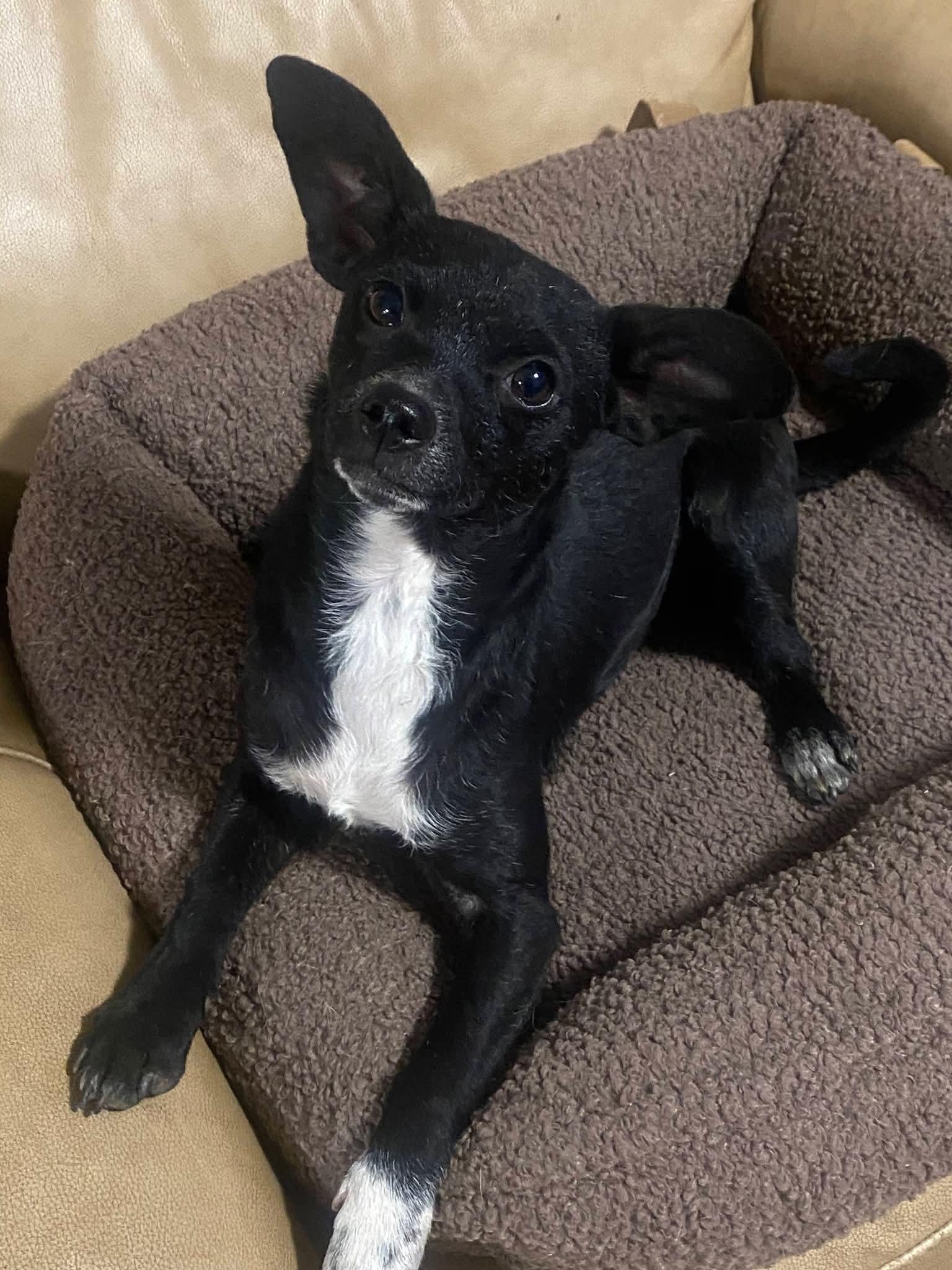 Lola Babe, a ADOPTABLE mixed breed in Oakland, CA image 5/6