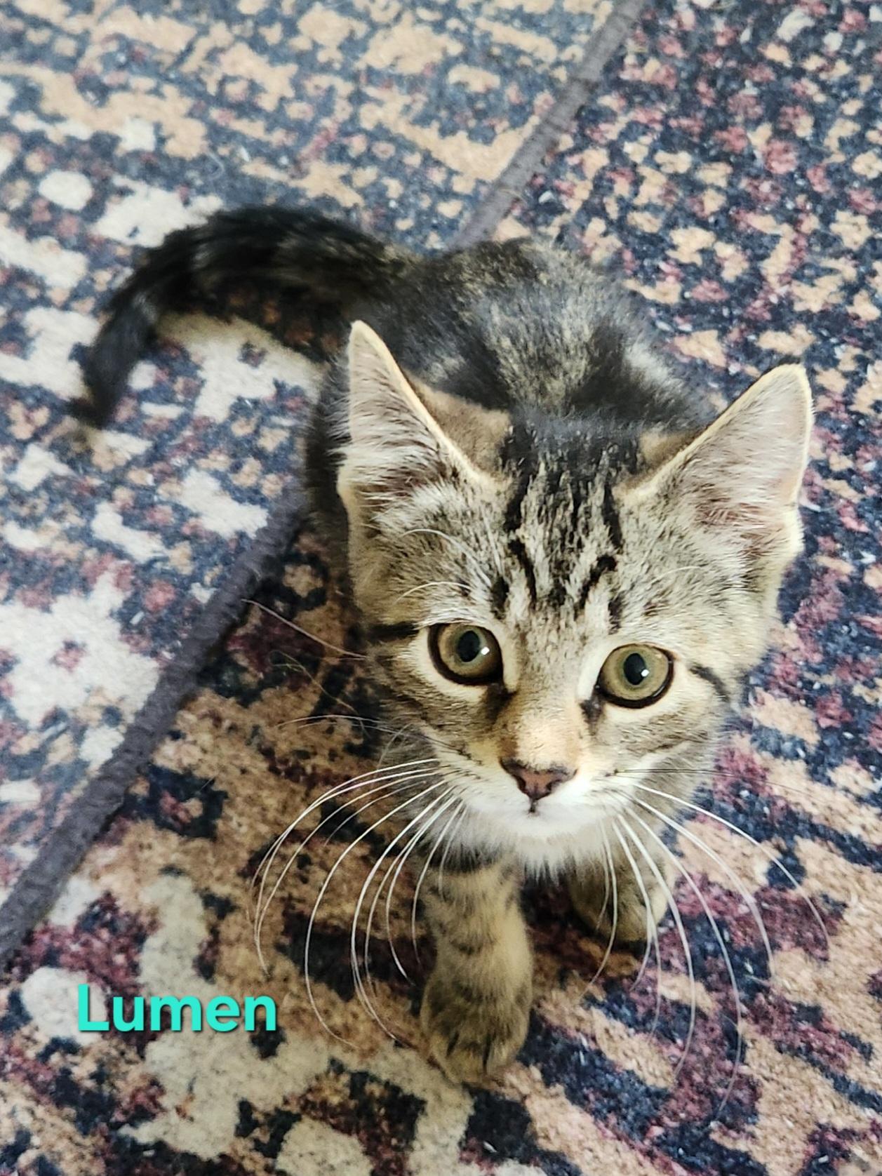 Lumen, an adopted Domestic Short Hair in Warminster, PA image 5/6