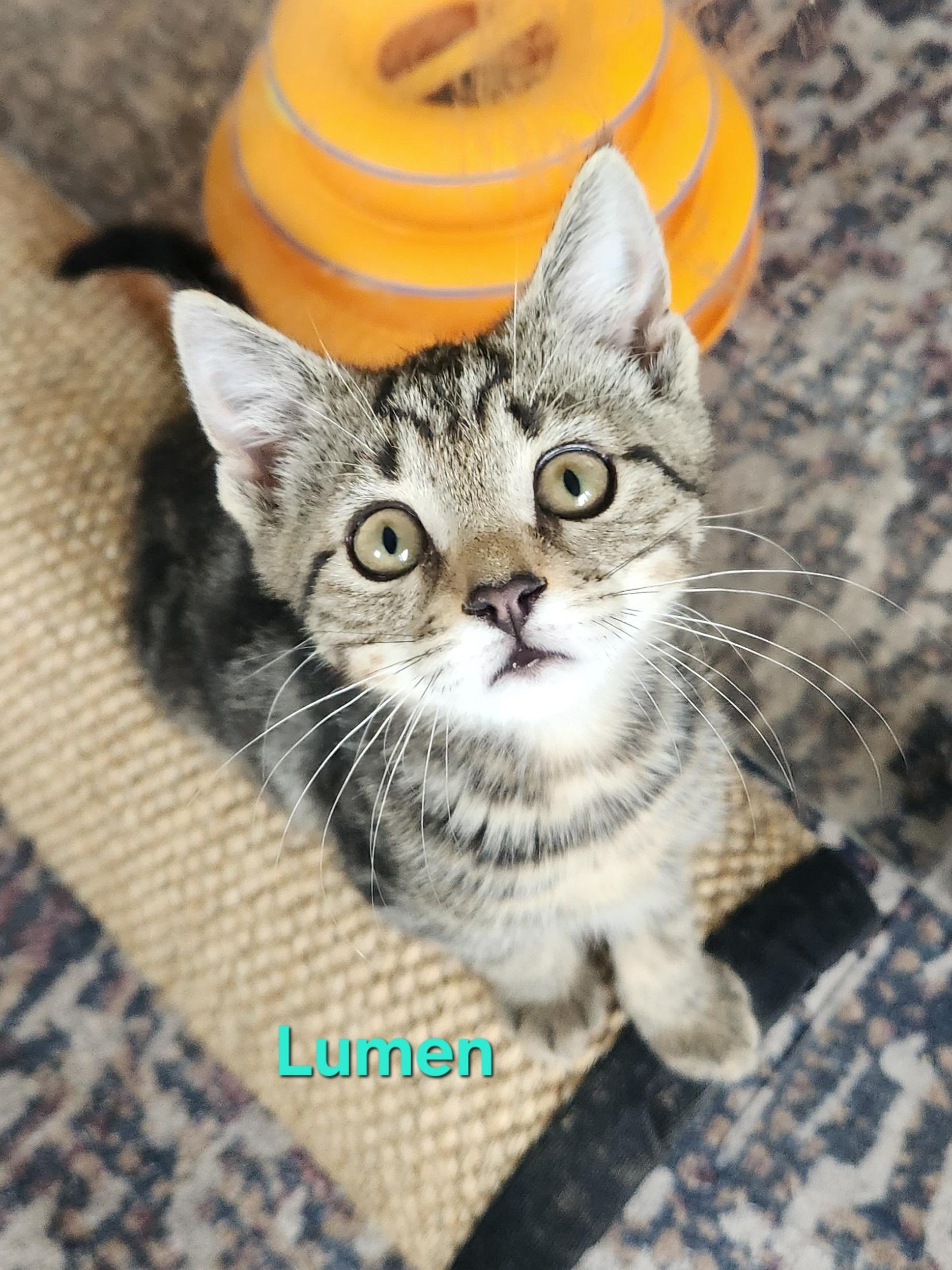Lumen, adopted, Kitten Female Domestic Short Hair.