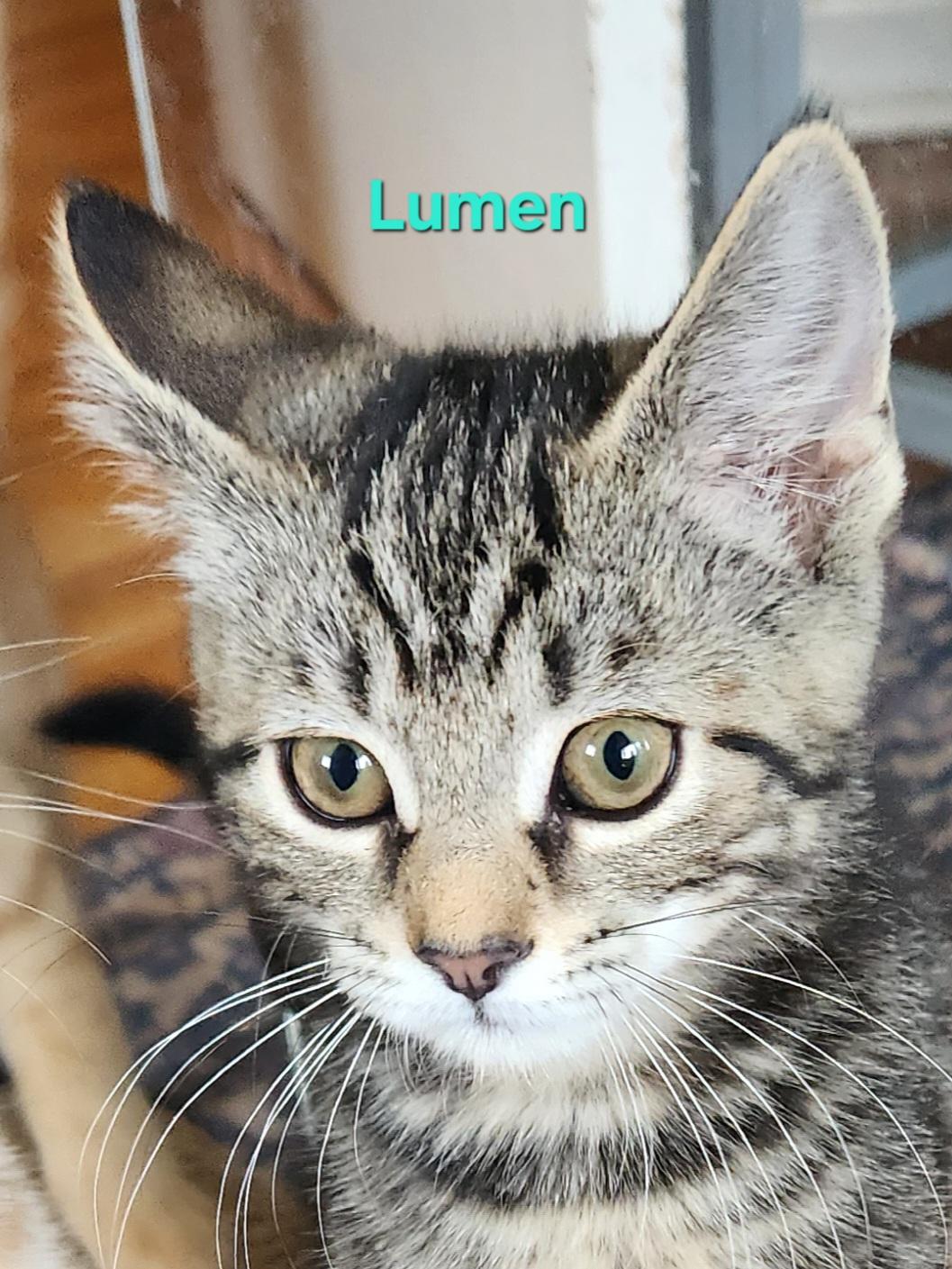 Lumen, an adopted Domestic Short Hair in Warminster, PA image 6/6