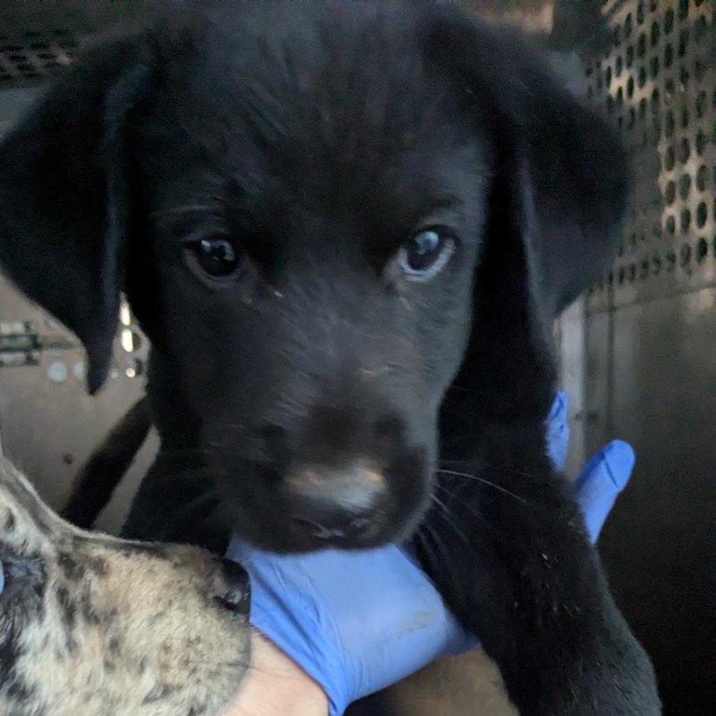 Trip, Adoptable, Young Male Australian Shepherd.