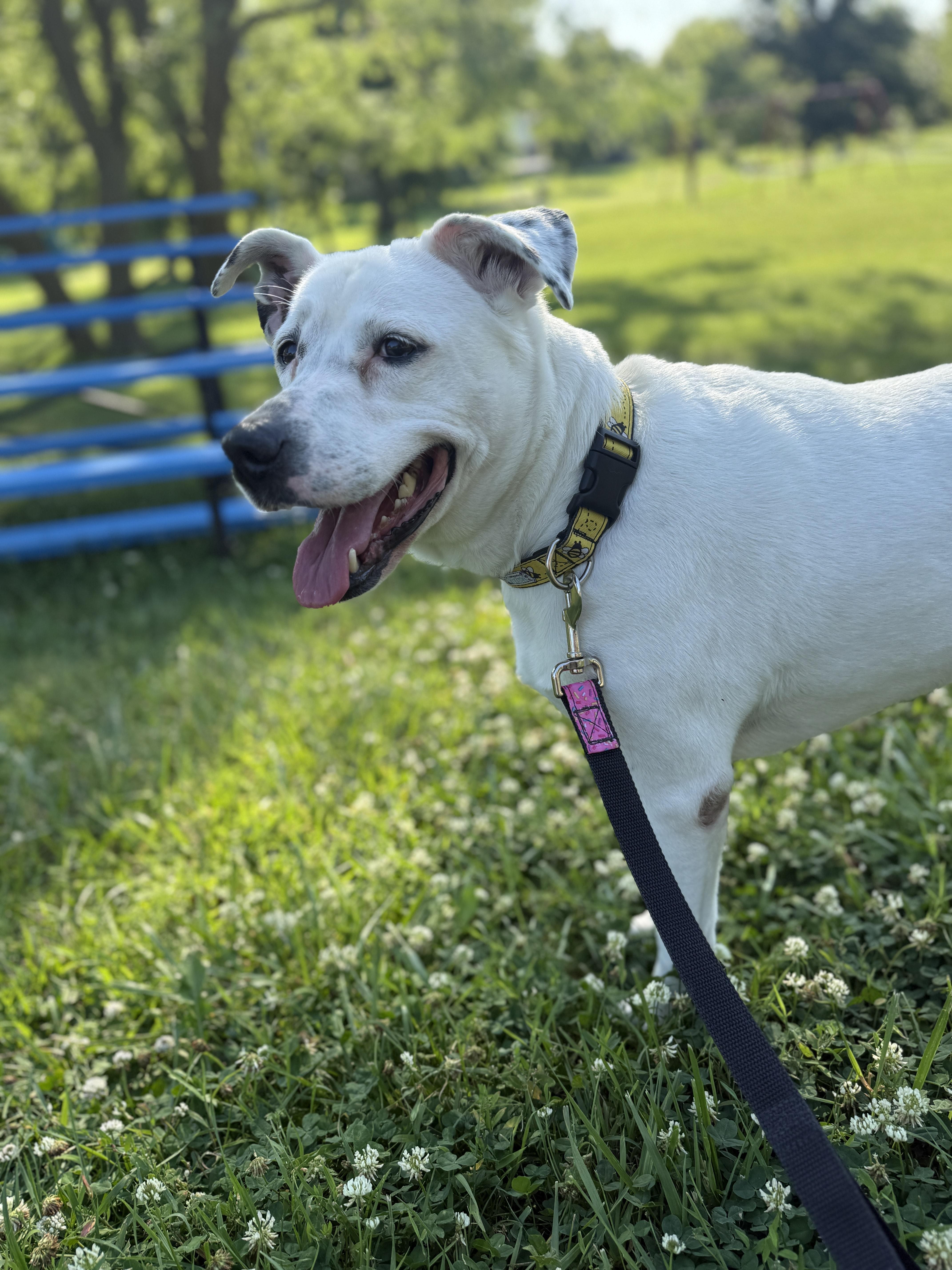 Laya, Adult Female Dalmatian