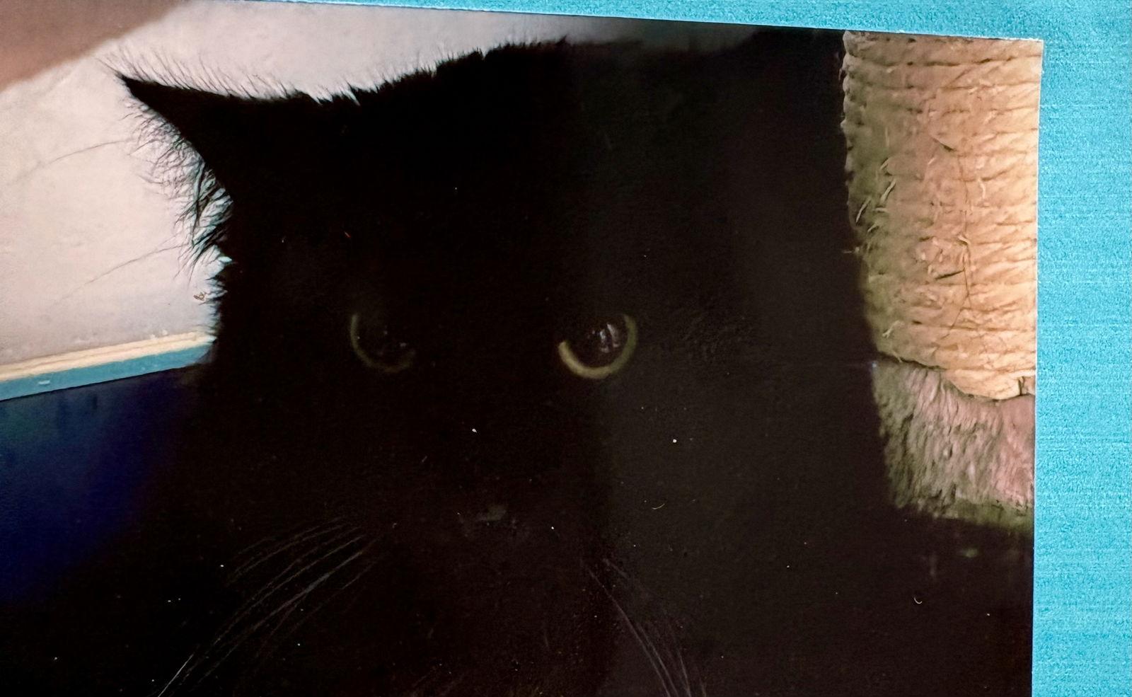 Dash, Adoptable, Young Male Domestic Long Hair.