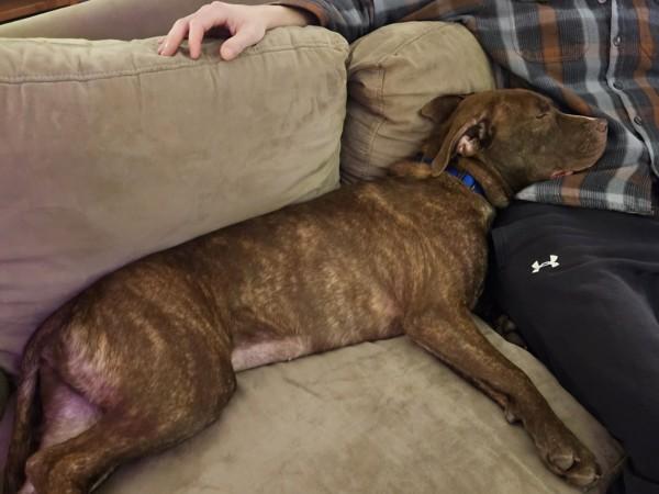 Prancer, a Adoptable mixed breed in Portland, OR image 1/6