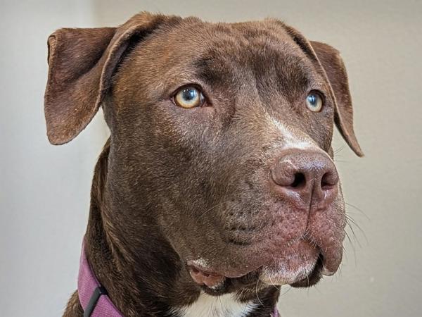 Prancer, a Adoptable mixed breed in Portland, OR image 2/6