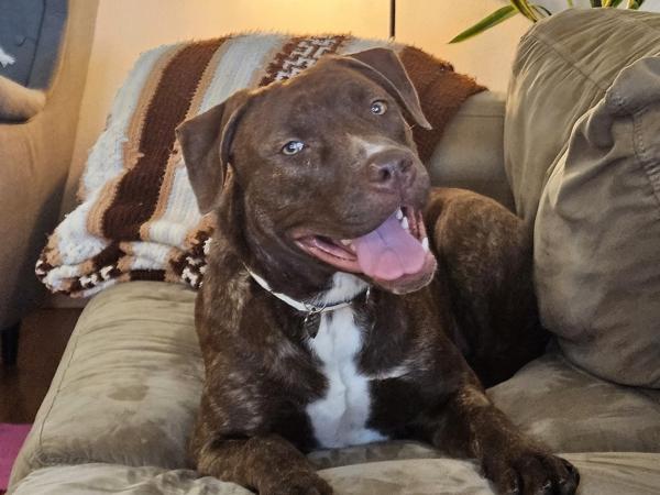 Prancer, a Adoptable mixed breed in Portland, OR image 3/6