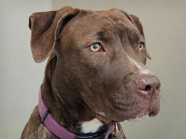 Prancer, a Adoptable mixed breed in Portland, OR image 4/6