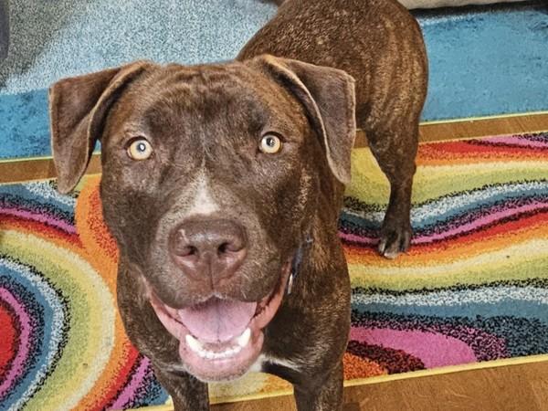 Prancer, a Adoptable mixed breed in Portland, OR image 5/6