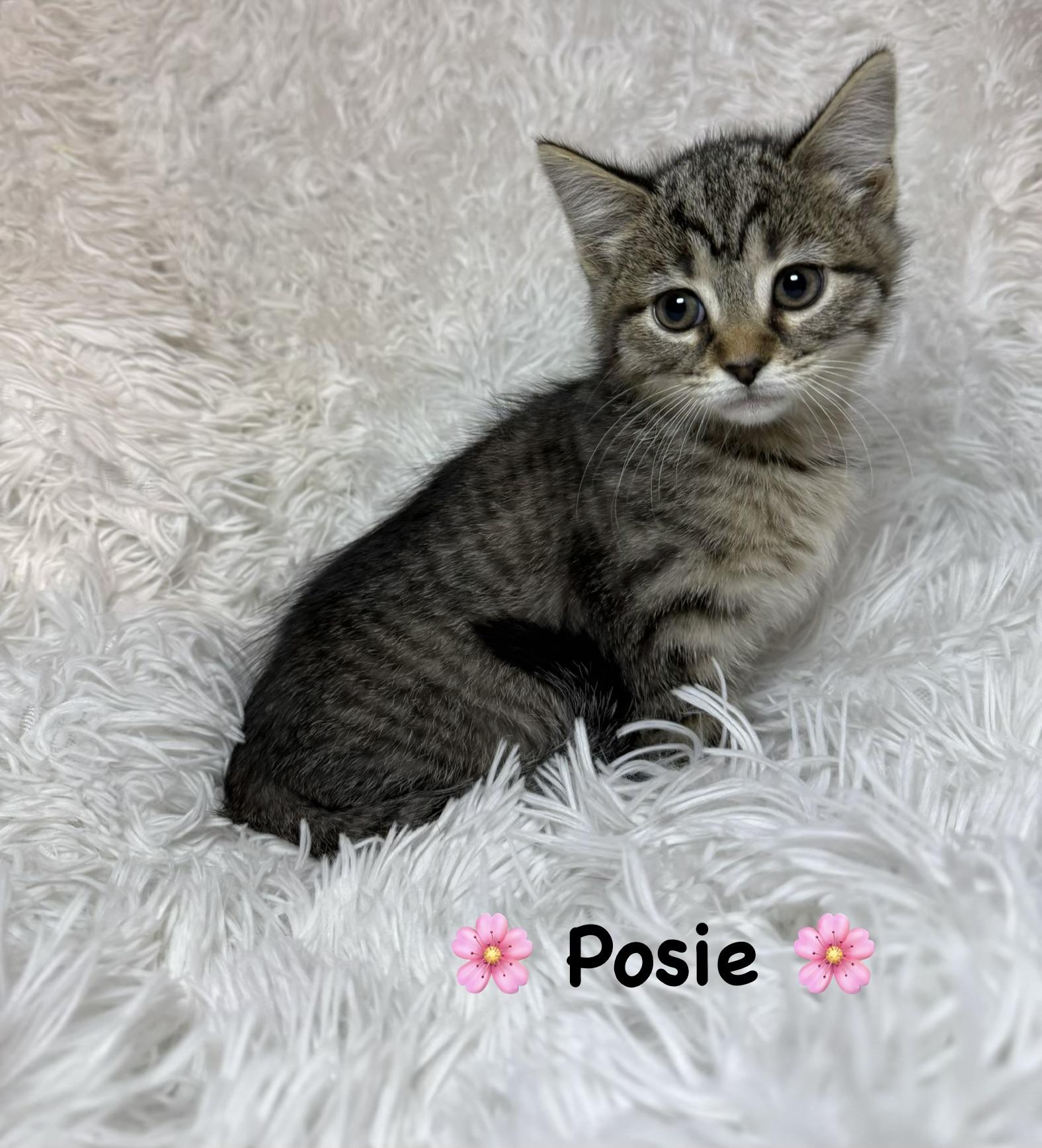 Posie, ADOPTABLE, Kitten Female Tabby.