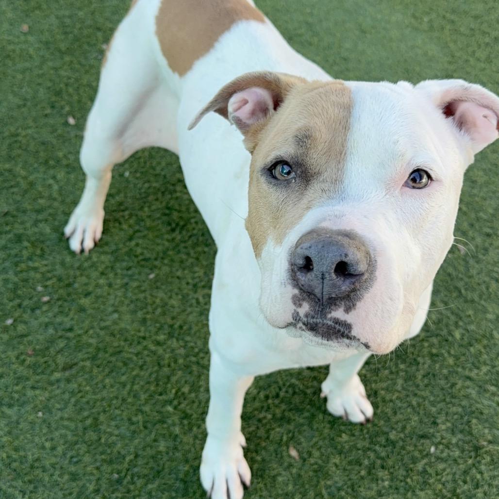 Enlarge Brenda A2157752, a Adoptable Pit Bull Terrier in Mission Hills, CA image 1/6
