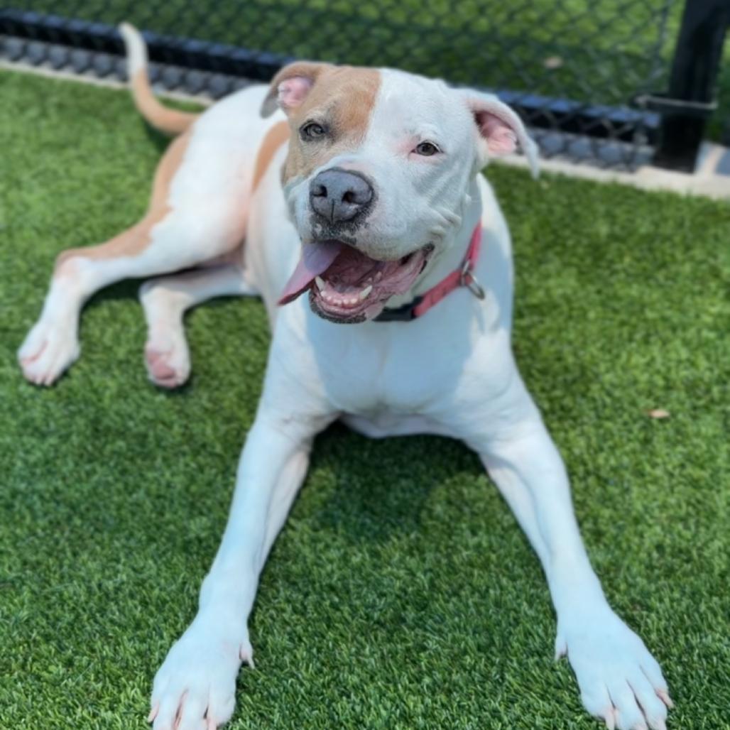 Enlarge Brenda A2157752, a Adoptable Pit Bull Terrier in Mission Hills, CA image 2/6