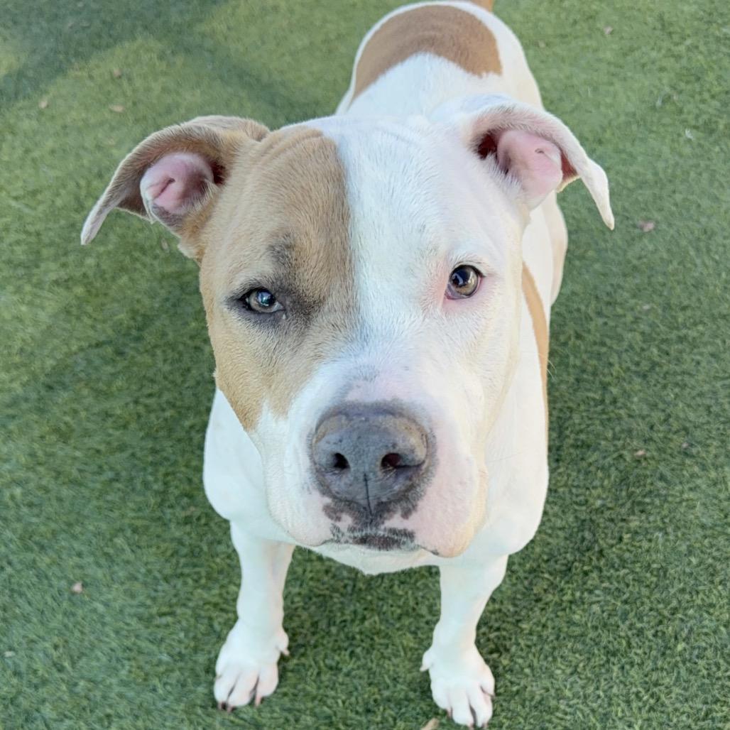 Enlarge Brenda A2157752, a Adoptable Pit Bull Terrier in Mission Hills, CA image 3/6