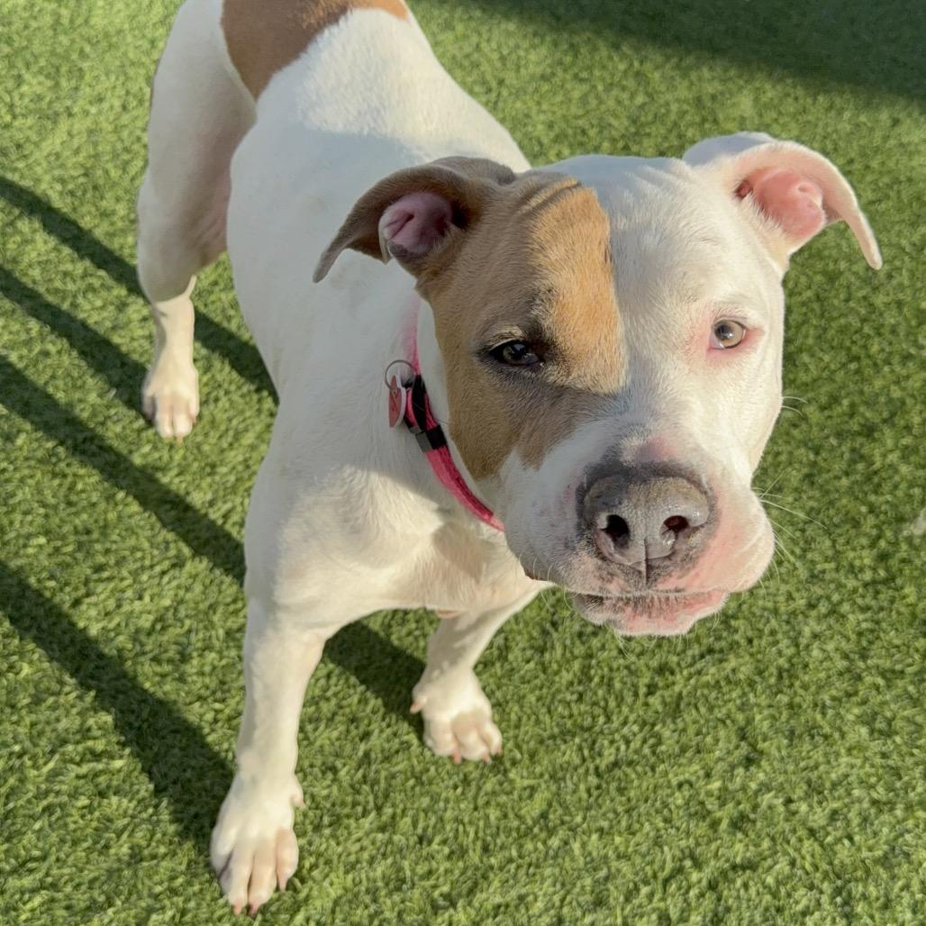 Enlarge Brenda A2157752, a Adoptable Pit Bull Terrier in Mission Hills, CA image 4/6