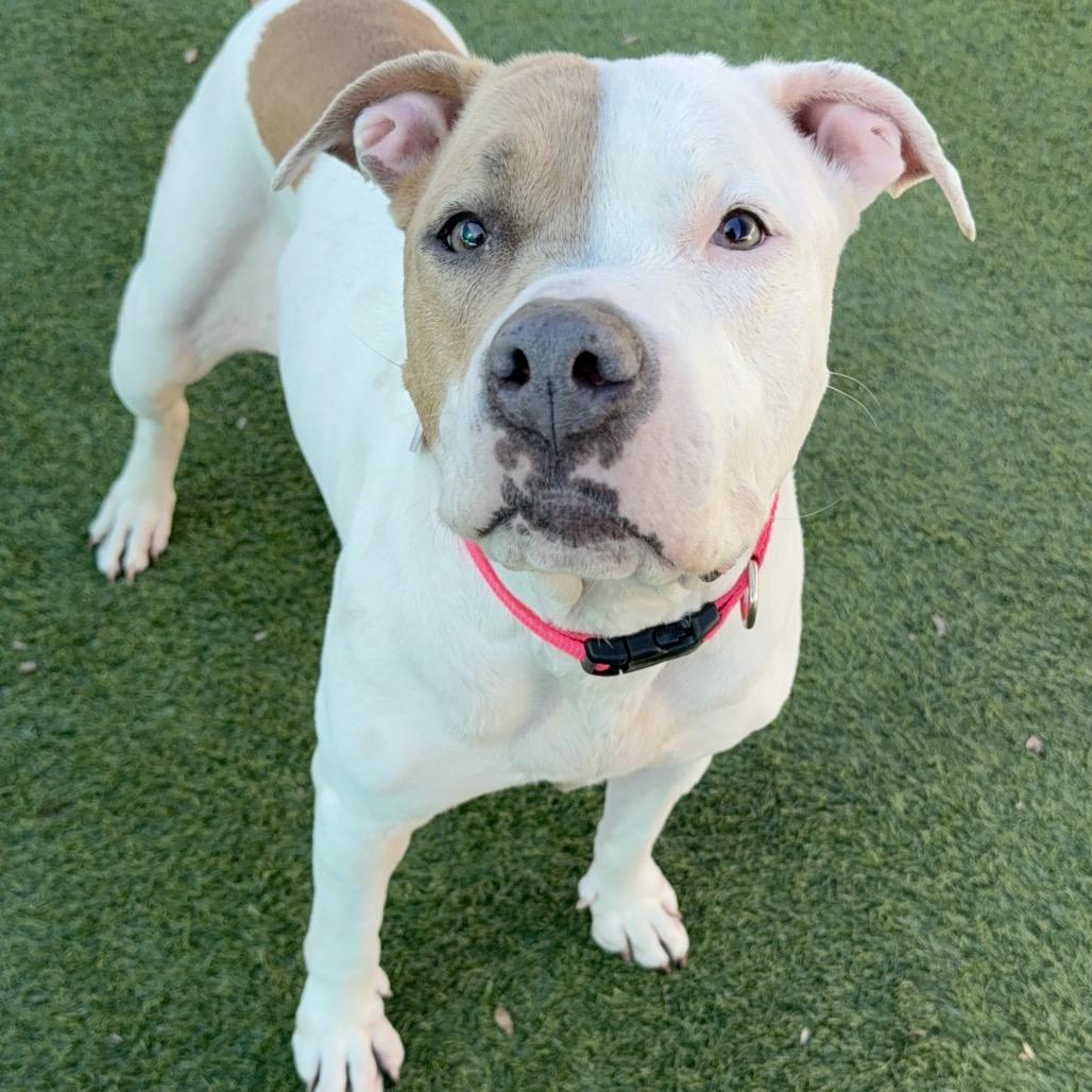 Enlarge Brenda A2157752, a Adoptable Pit Bull Terrier in Mission Hills, CA image 5/6