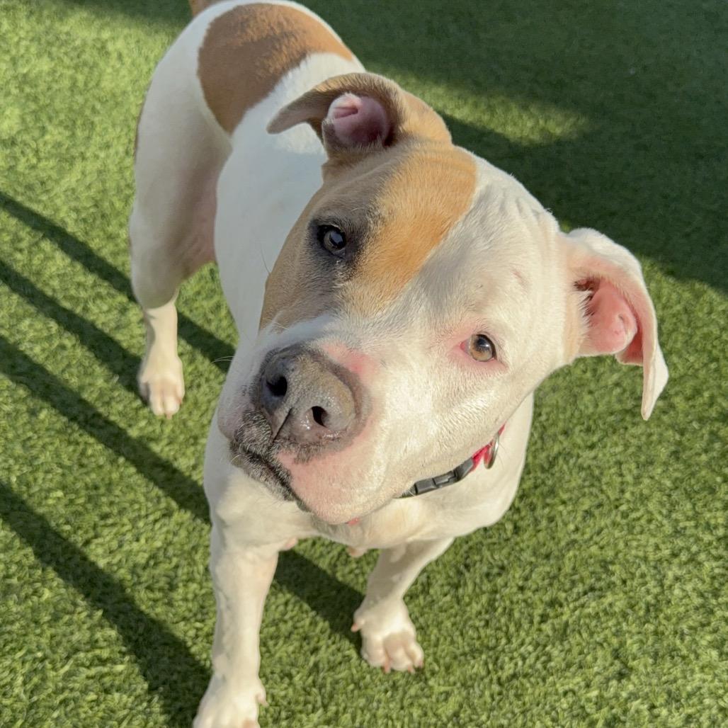 Enlarge Brenda A2157752, a Adoptable Pit Bull Terrier in Mission Hills, CA image 6/6
