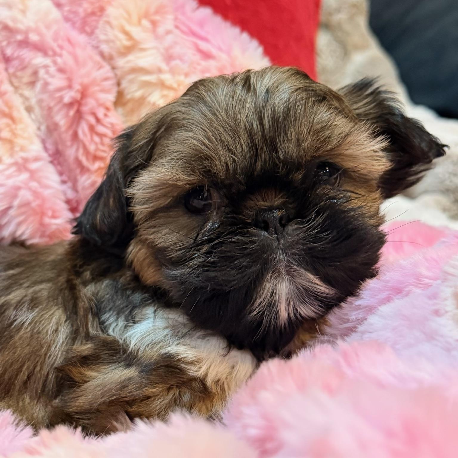 Larson, ADOPTABLE, Puppy Male Shih poo.
