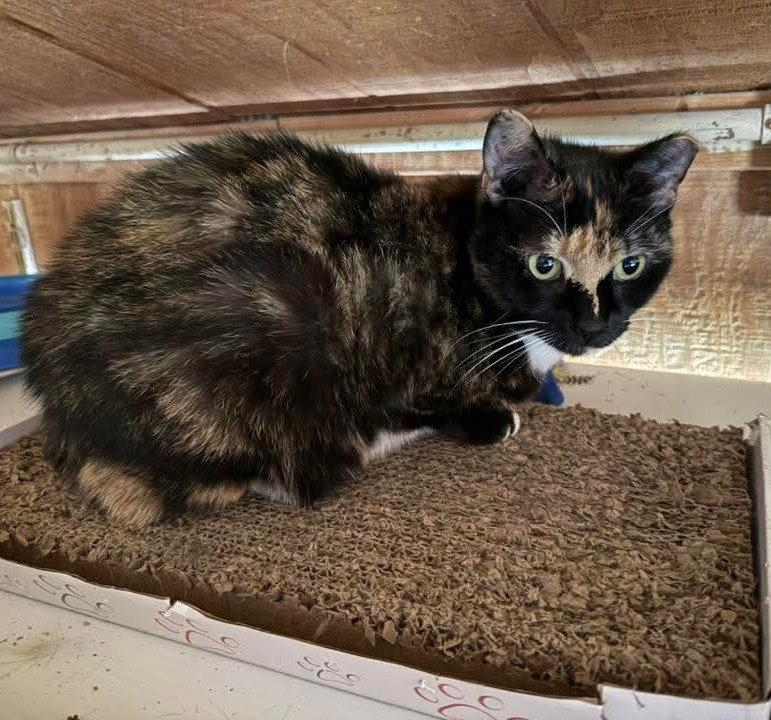 Trinity, a Adoptable Domestic Short Hair in Coatesville, PA image 1/2