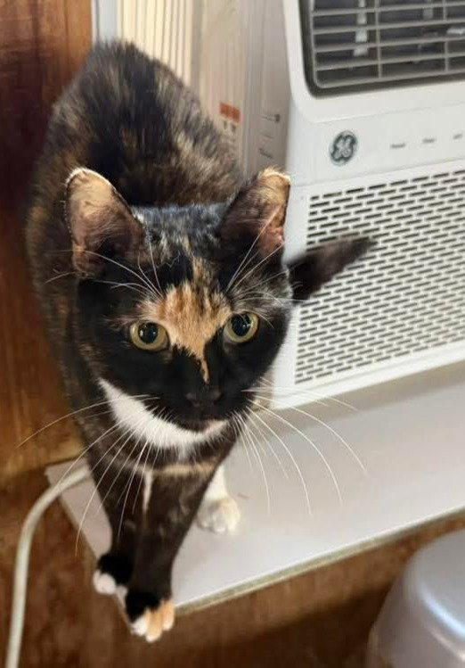 Trinity, a Adoptable Domestic Short Hair in Coatesville, PA image 2/2