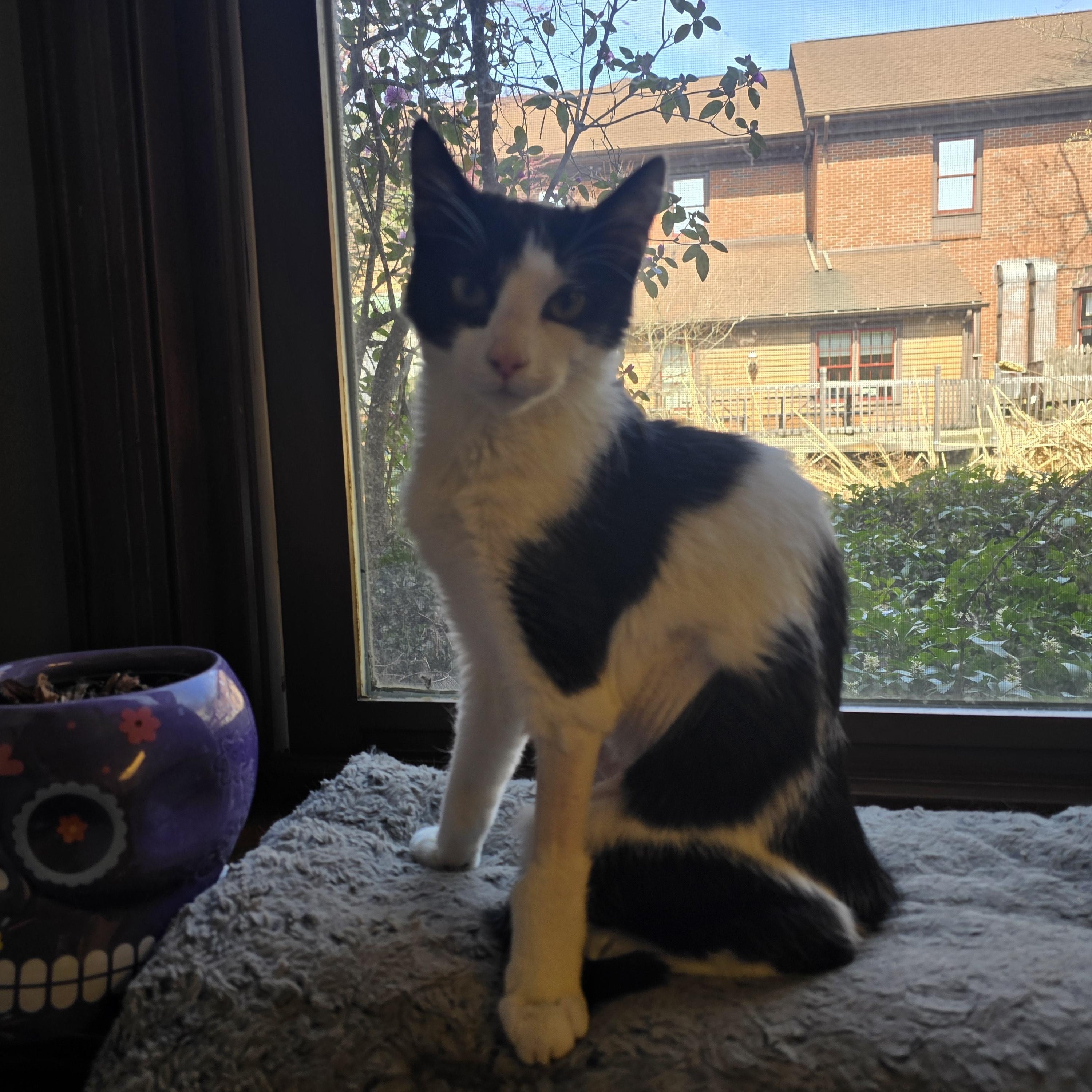 Slinky, Baby Male Domestic Short Hair