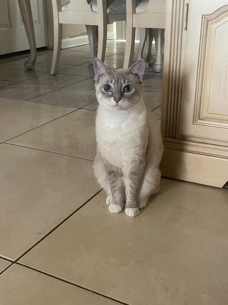 Enlarge Patty, a Adopted mixed breed in Tampa, FL image 1/1