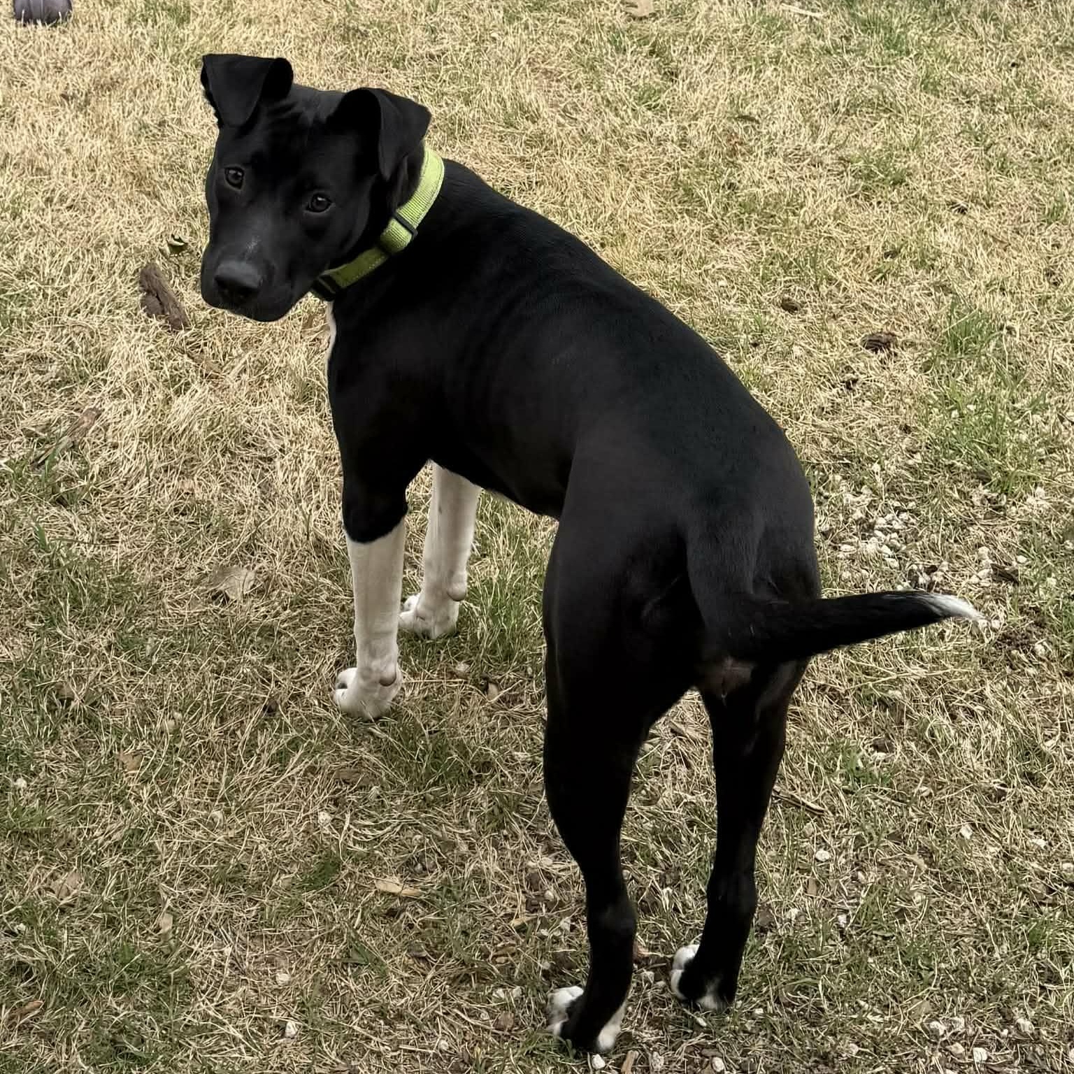 Enlarge Daisy, a ADOPTABLE Mixed Breed in Warr Acres, OK image 4/6