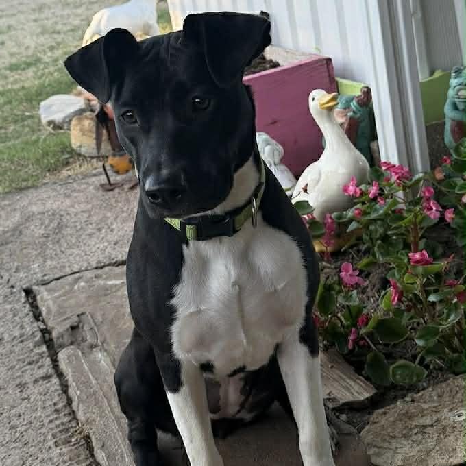 Enlarge Daisy, a ADOPTABLE Mixed Breed in Warr Acres, OK image 6/6