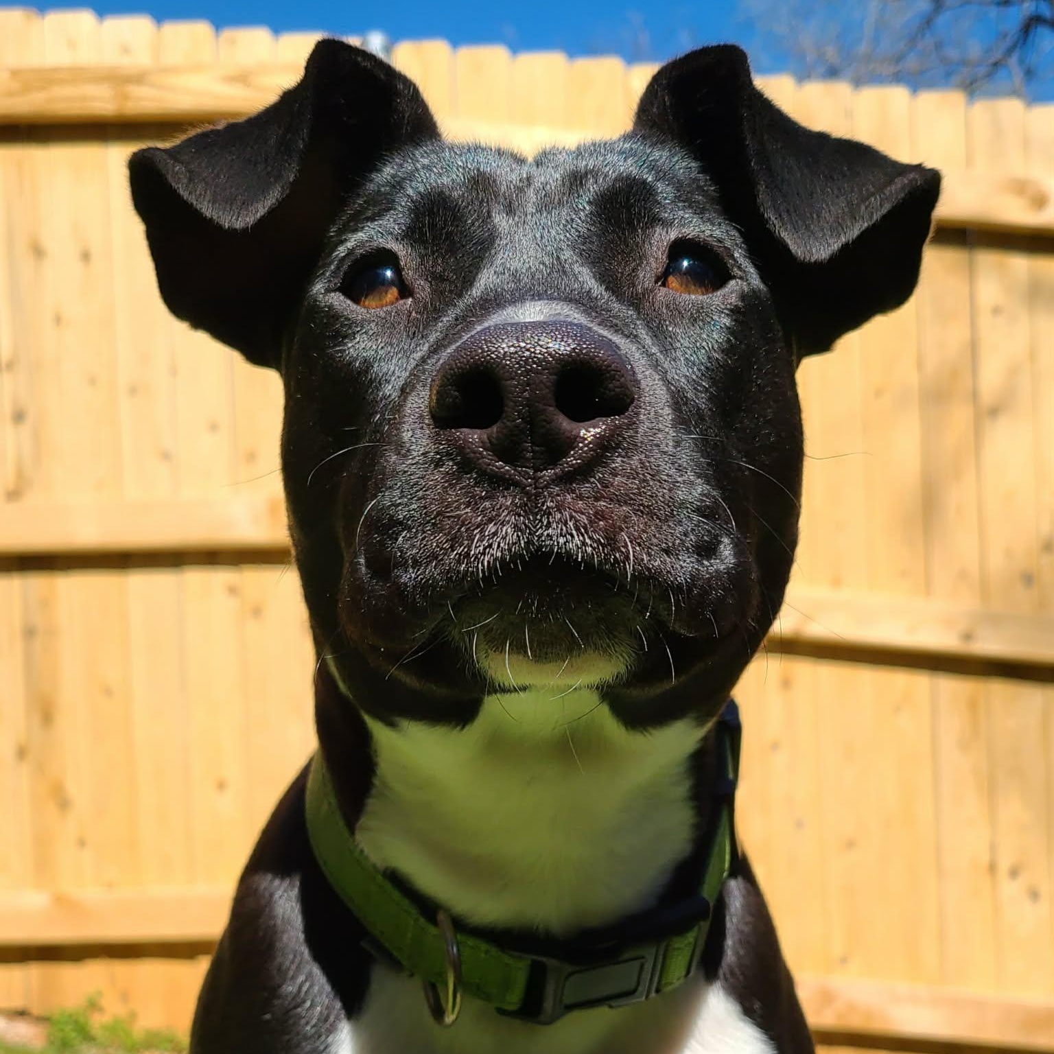 Enlarge Daisy, a ADOPTABLE Mixed Breed in Warr Acres, OK image 3/6
