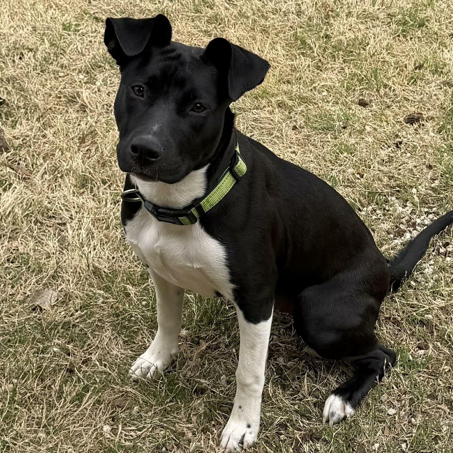 Daisy, ADOPTABLE, Young Female Mixed Breed.