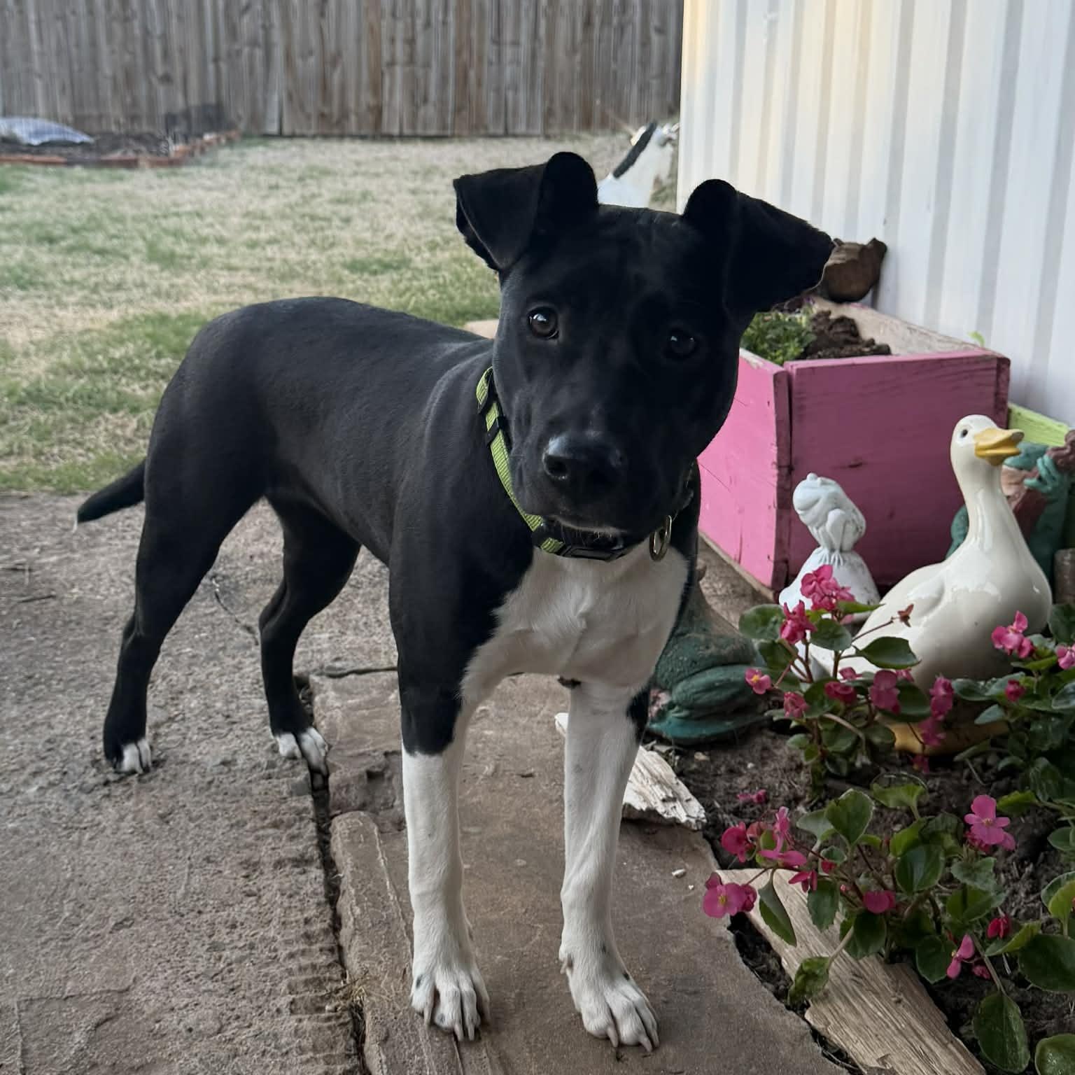 Enlarge Daisy, a ADOPTABLE Mixed Breed in Warr Acres, OK image 2/6