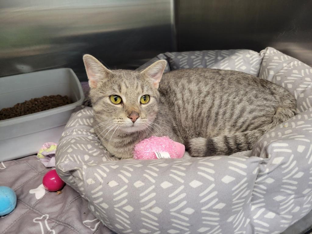 Wilbur, Adoptable, Adult Male Domestic Short Hair.