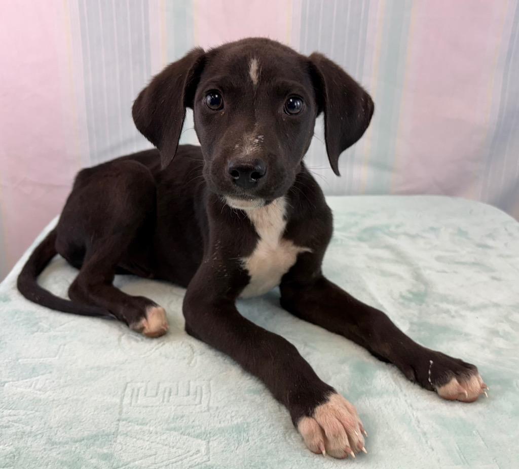 Atlas, Adoptable, Puppy Male Catahoula Leopard Dog & Hound.