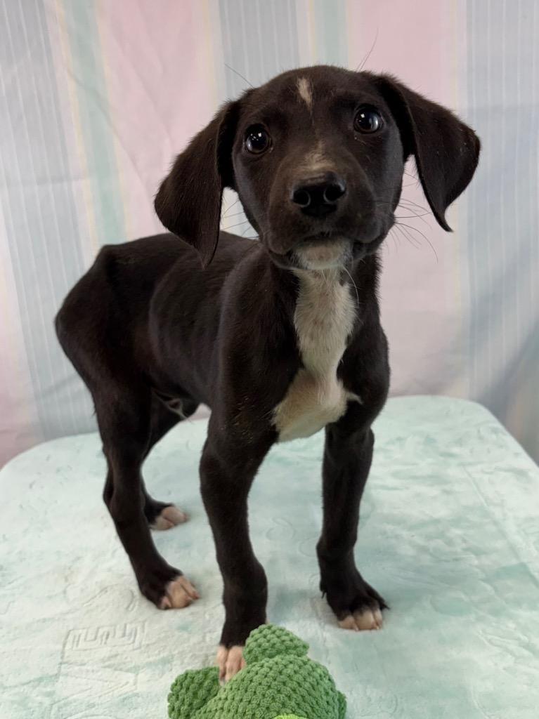 Enlarge Atlas, a Adoptable mixed breed in Nacogdoches, TX image 2/2