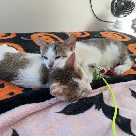 Lily Pad & Link, Baby Female unknown
