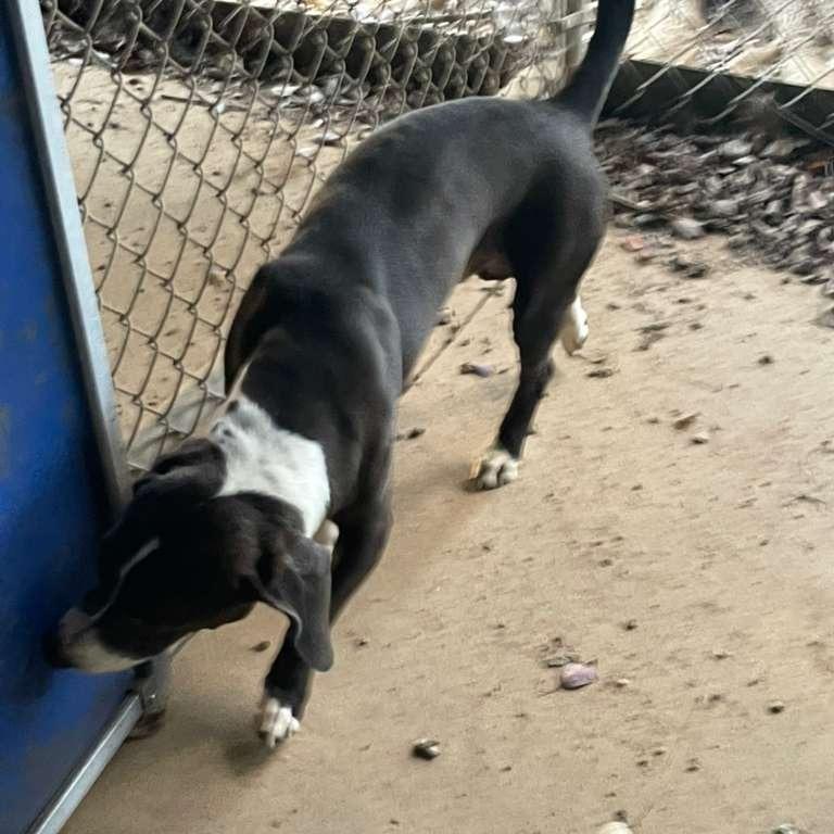 ELM 26 (Peanut), Adoptable, Adult Male Mixed Breed.