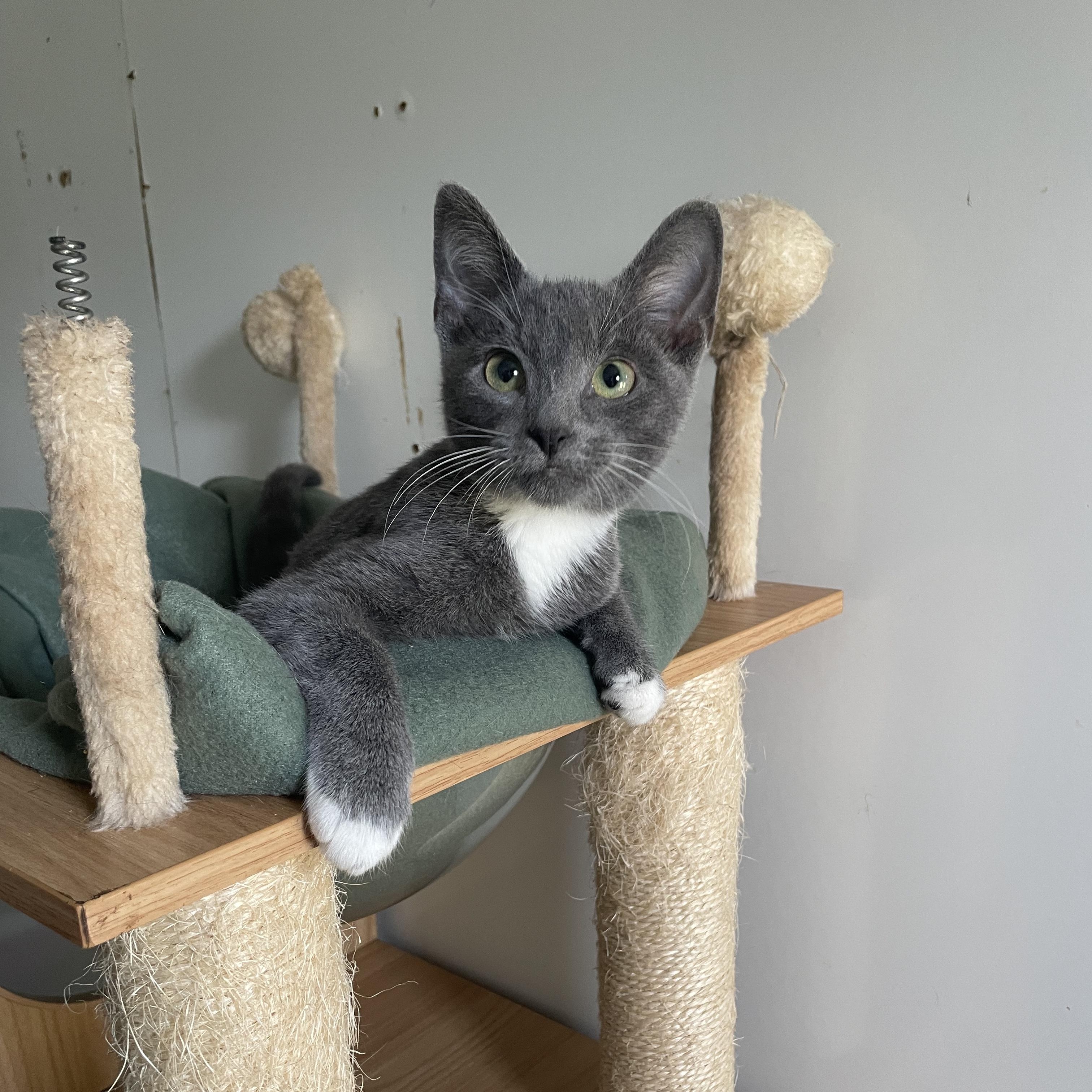 Enlarge Breaux, a Adopted mixed breed in McKenzie, TN image 6/6