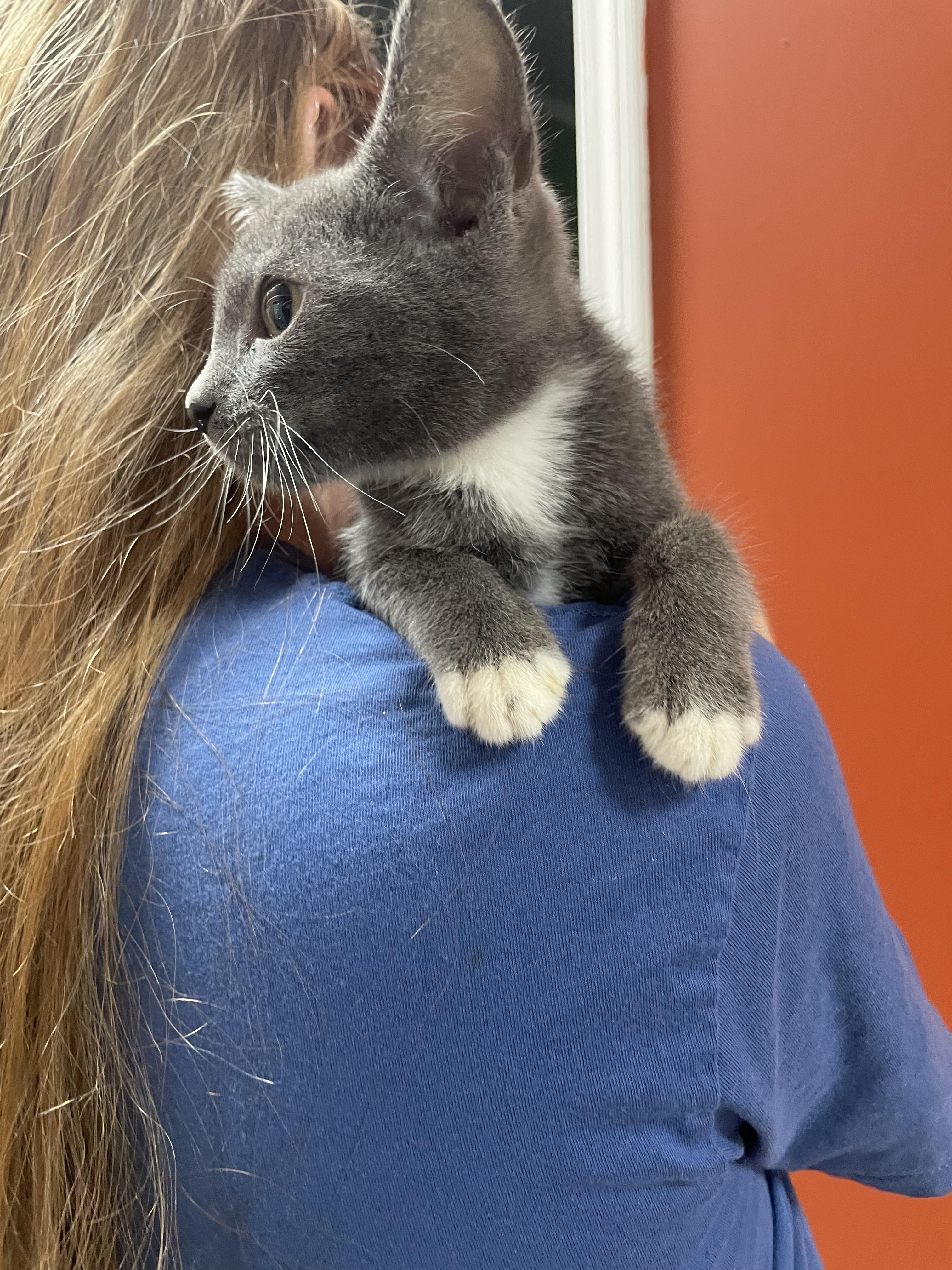 Enlarge Breaux, a Adopted mixed breed in McKenzie, TN image 4/6
