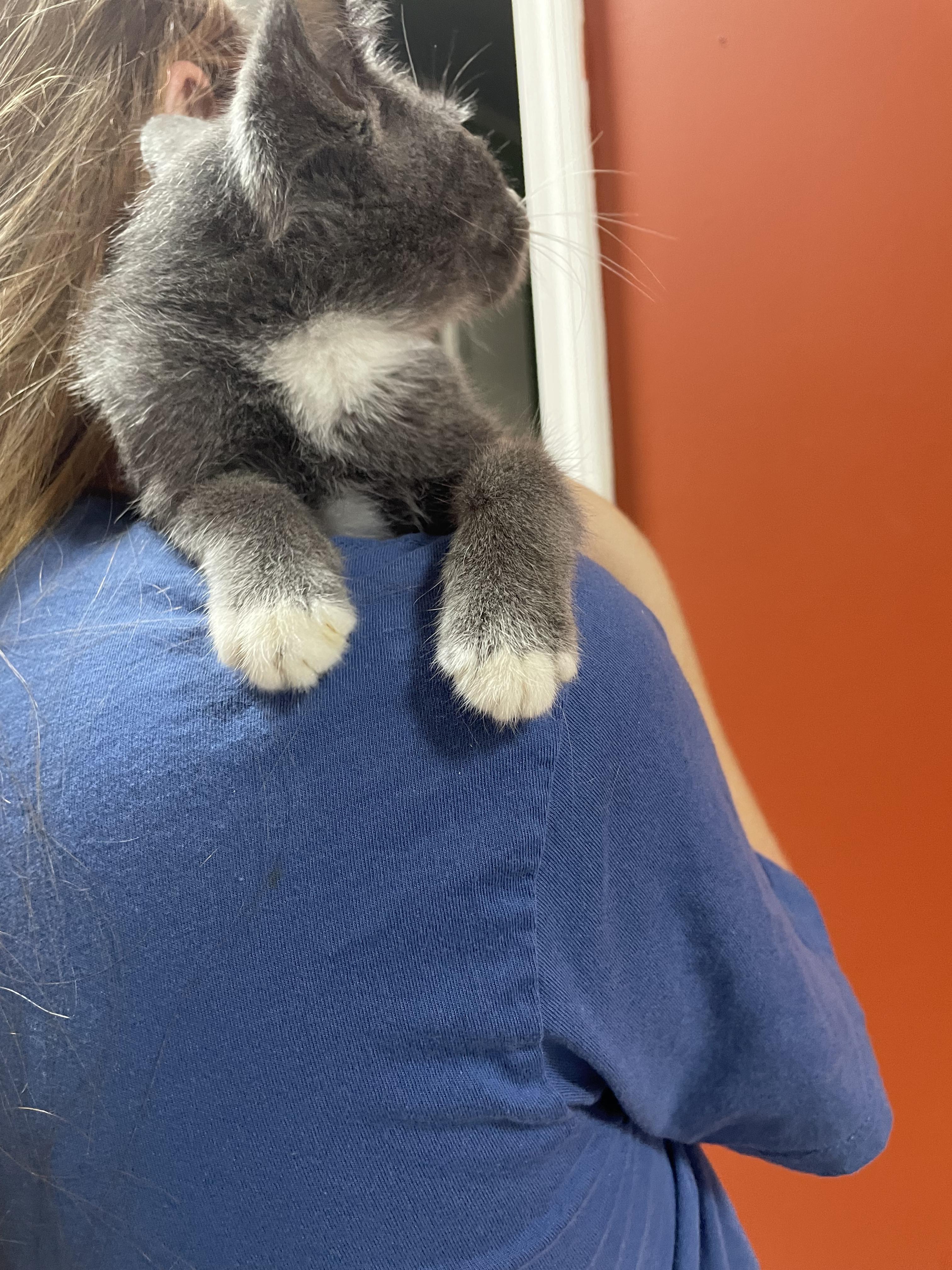 Enlarge Breaux, a Adopted mixed breed in McKenzie, TN image 5/6