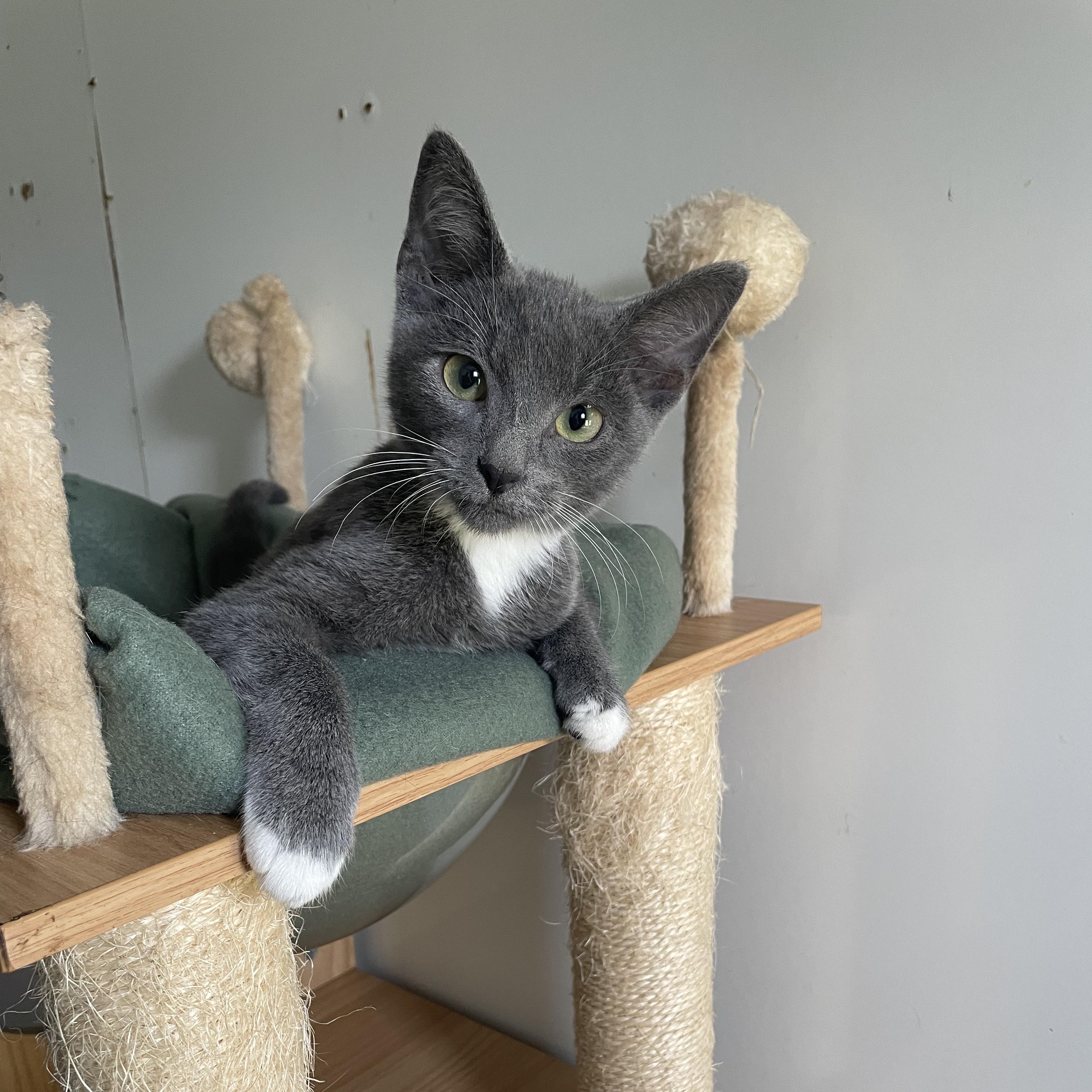 Enlarge Breaux, a Adopted mixed breed in McKenzie, TN image 3/6