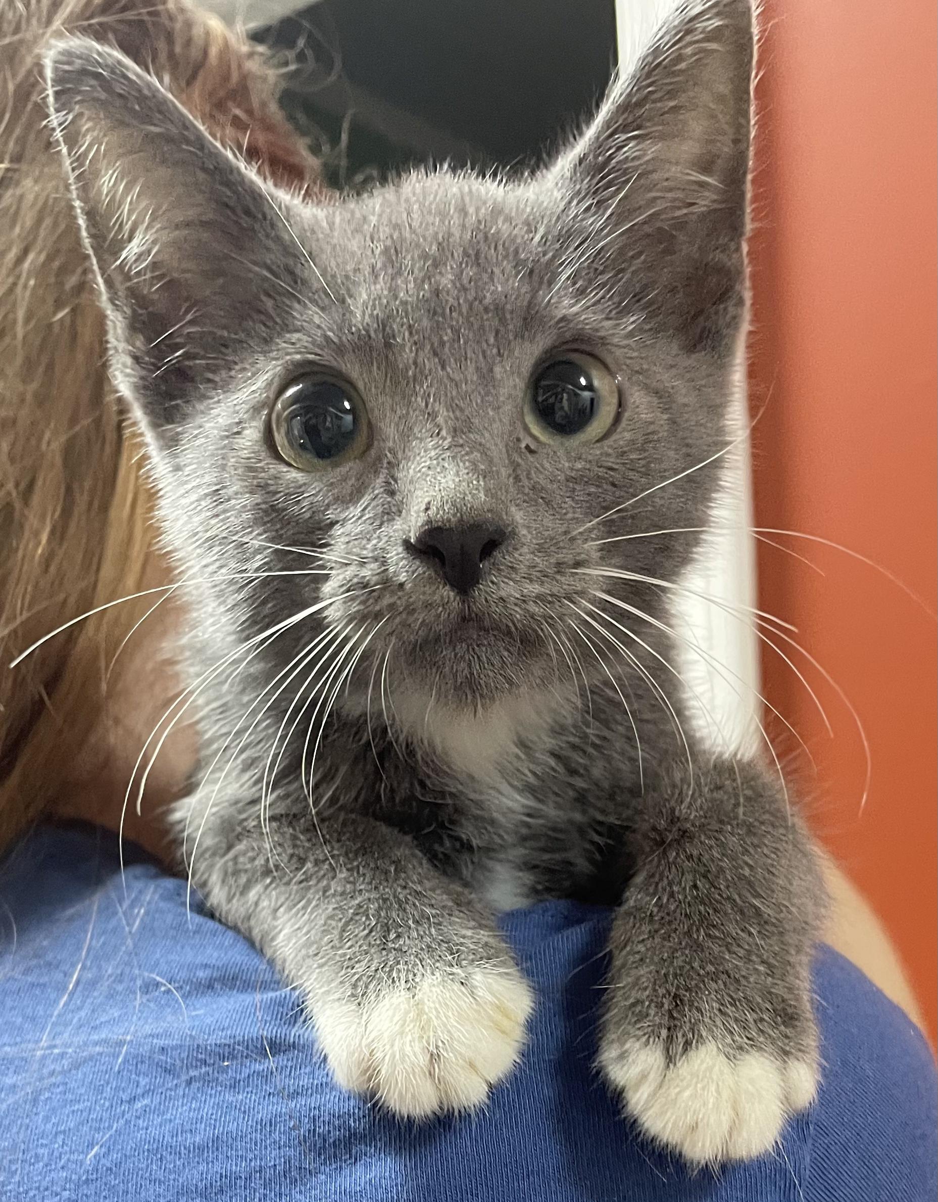Enlarge Breaux, a Adopted mixed breed in McKenzie, TN image 2/6