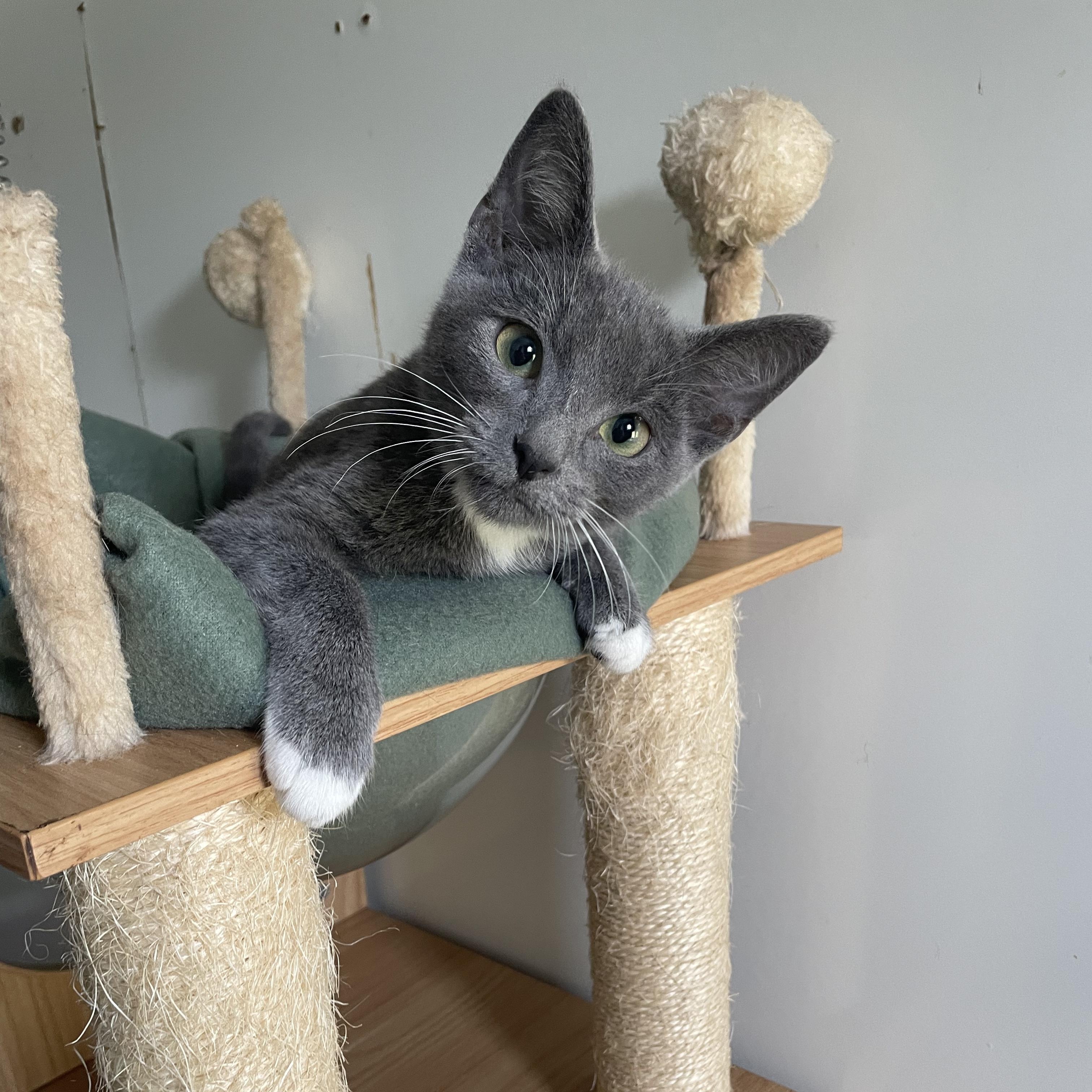 Enlarge Breaux, a Adopted mixed breed in McKenzie, TN image 1/6