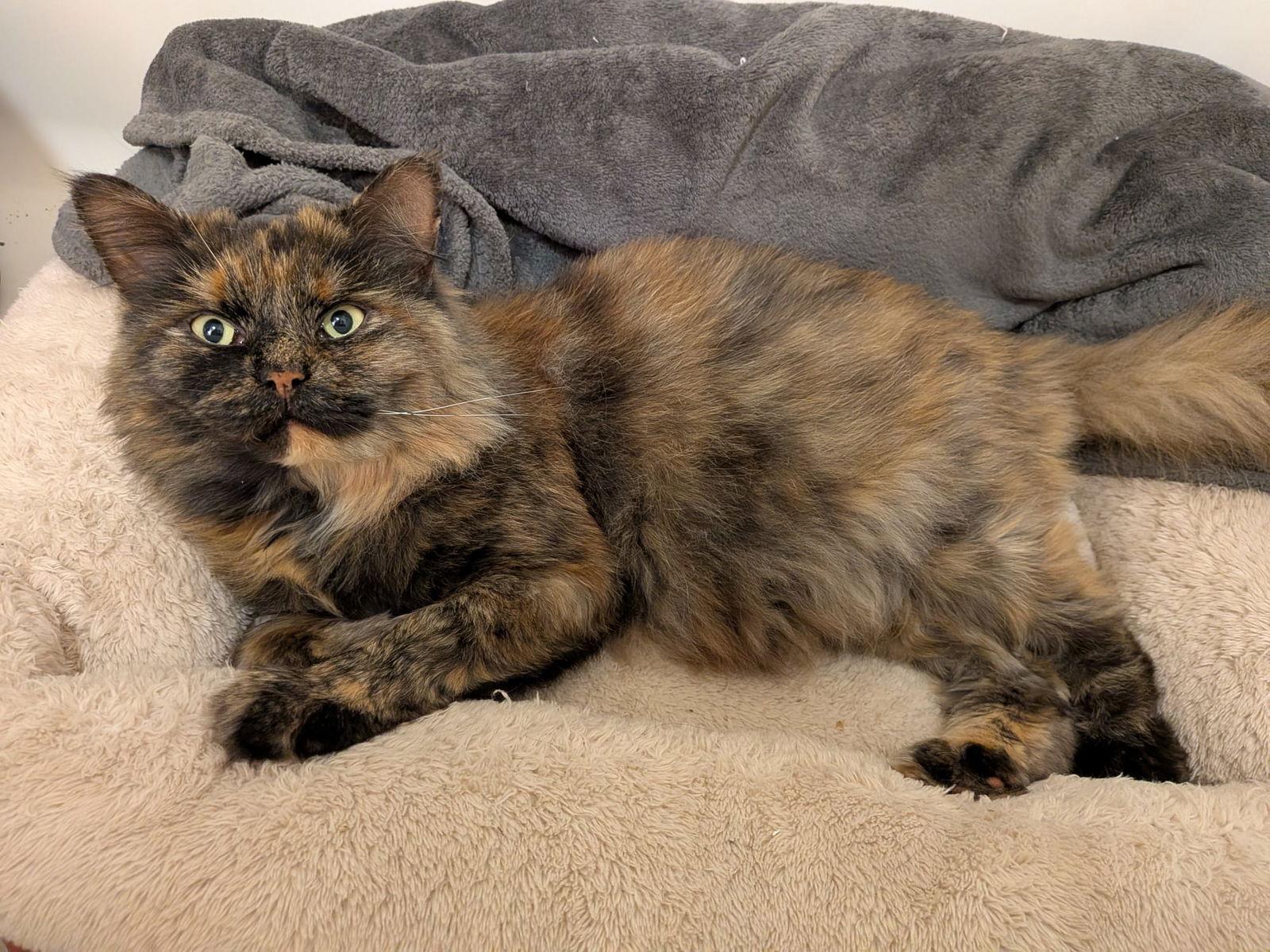 Ruth Bader Fluffington